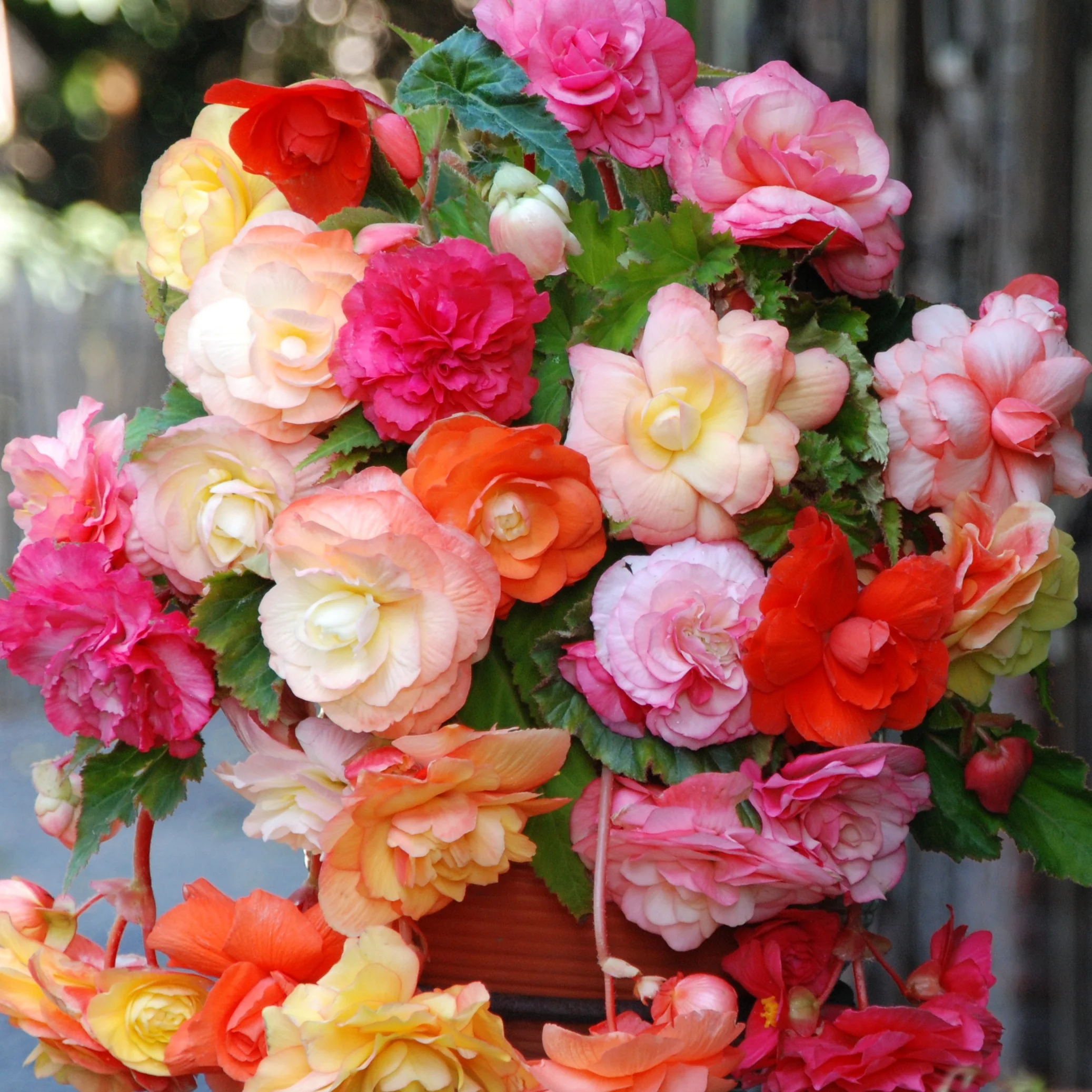 5 Bégonias Splendid en mélange