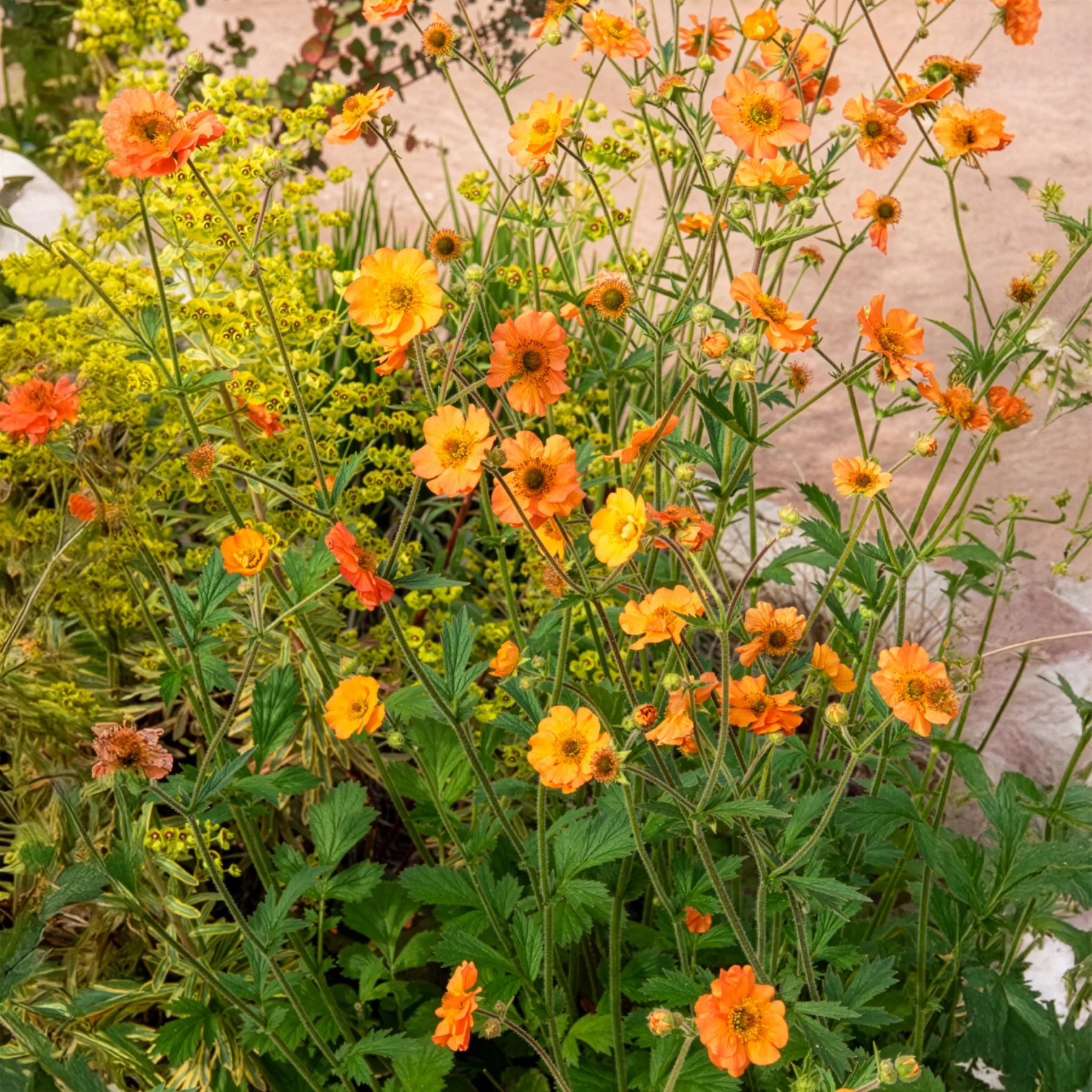 Benoîte Totally tangerine - Image 8