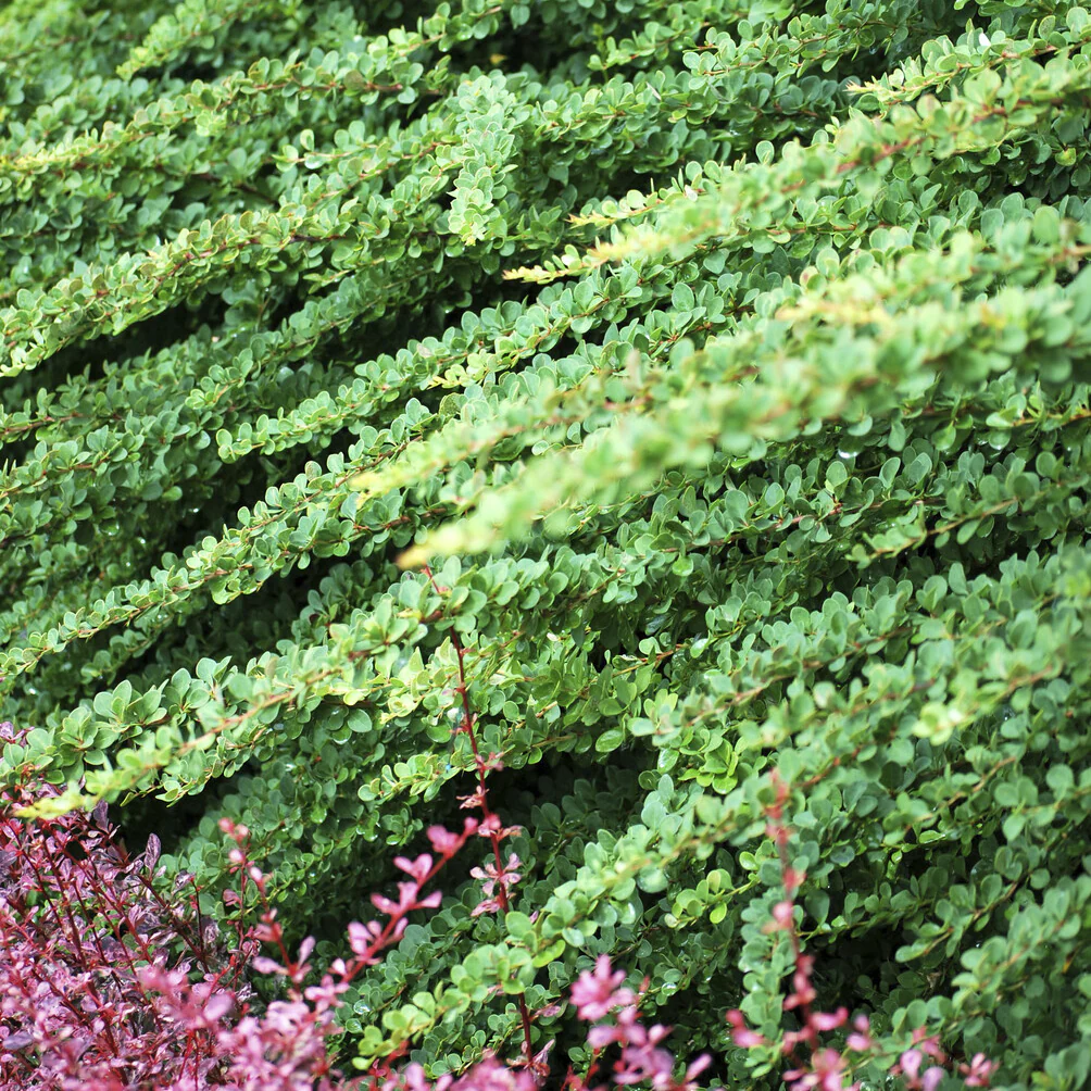Épine-vinette de Thunberg Green Carpet