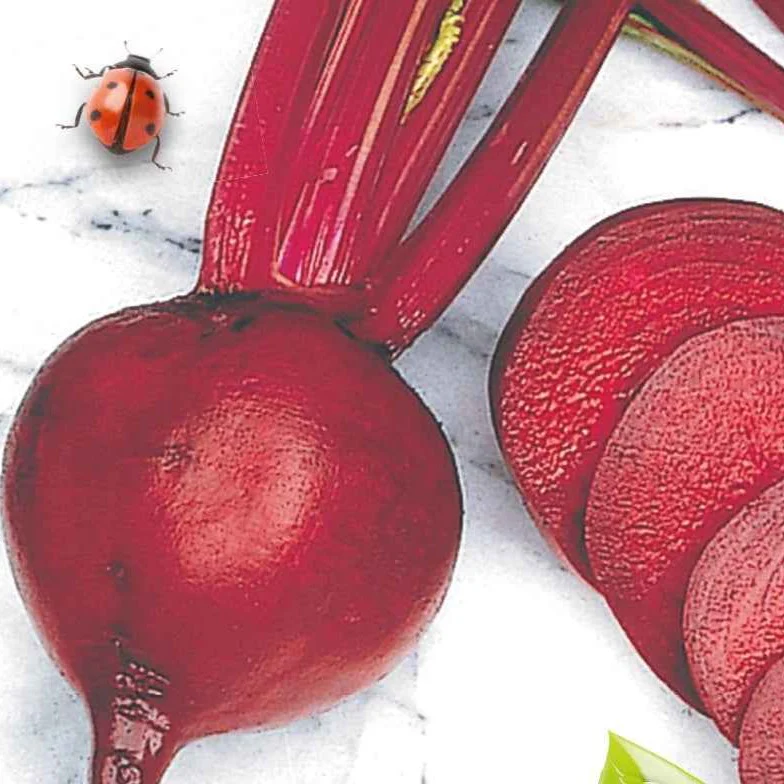 Betterave rouge de Détroit 2 - Storuman Bio - Image 3