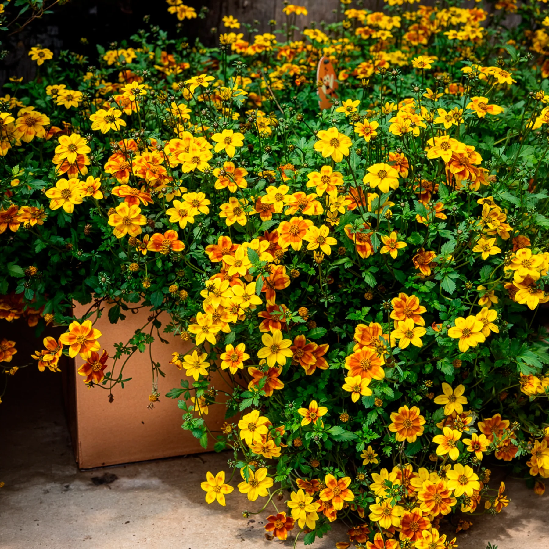 3 Bidens rouge orange - Image 3