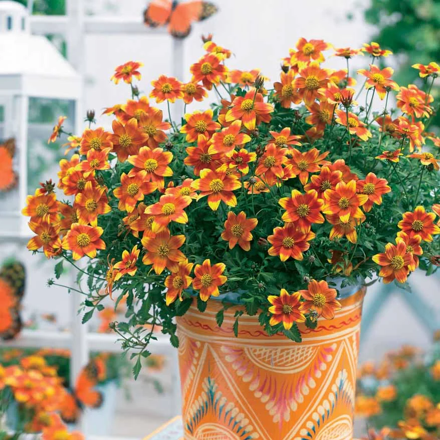 3 Bidens rouge orange - Image 4