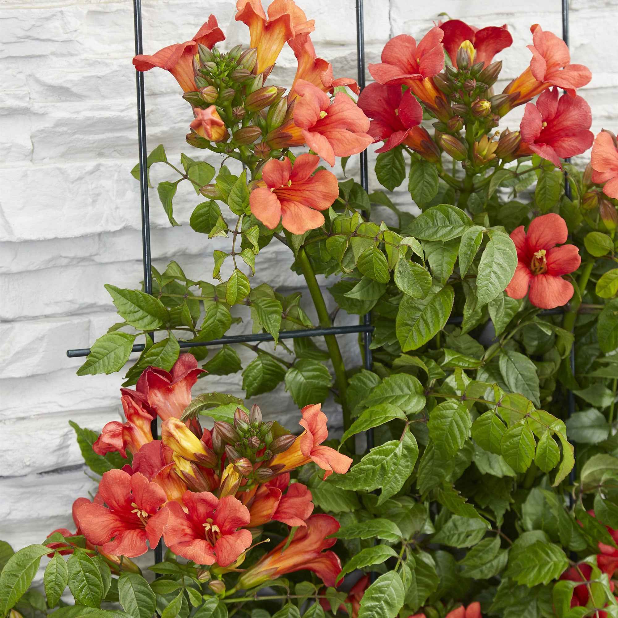Bignone 'Fire Trumpet' - Image 3