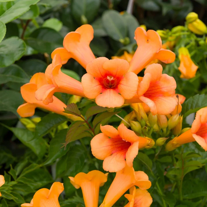 Bignone 'Indian Summer'