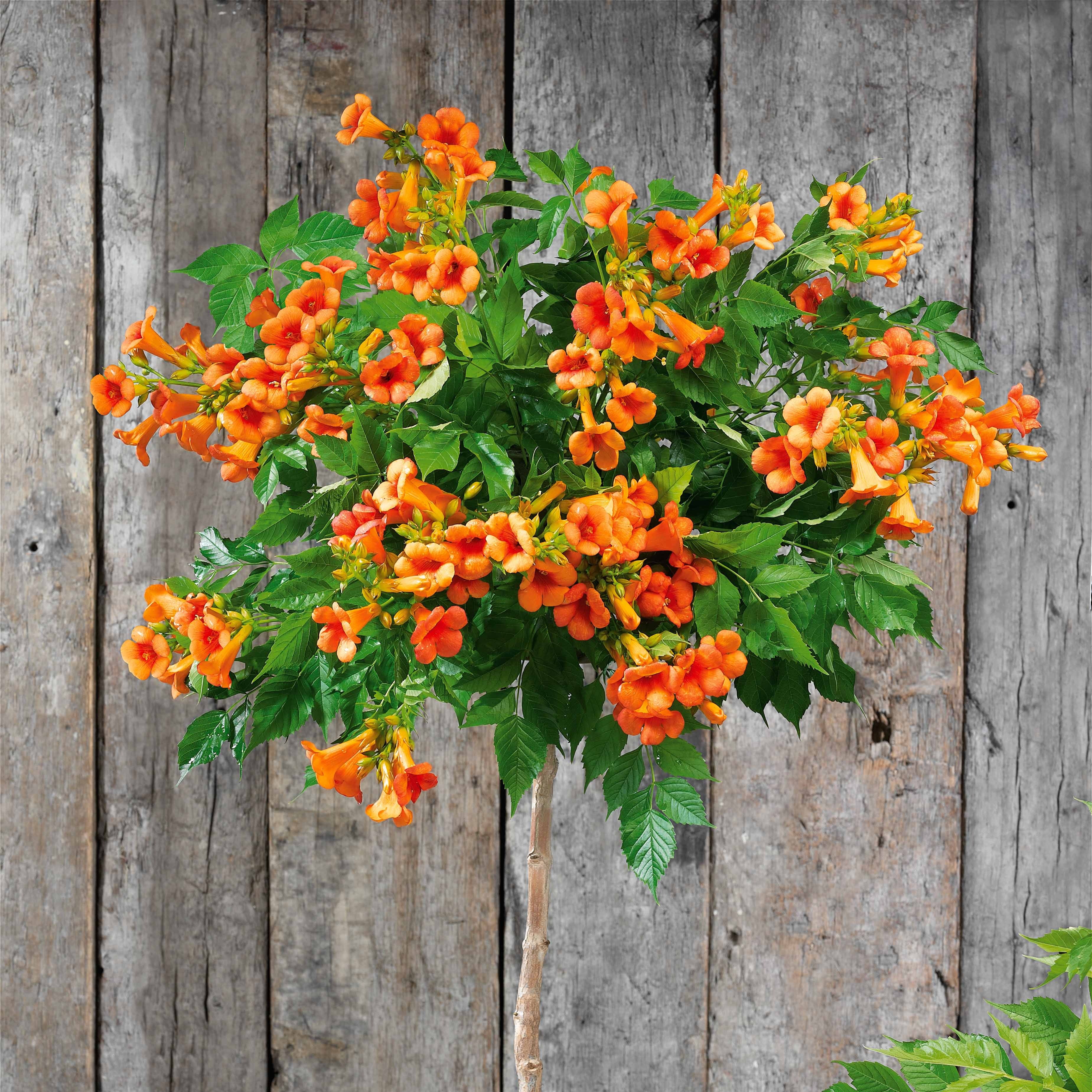 Bignone 'Indian Summer' - Image 2