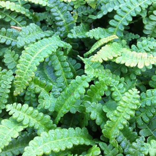 Blechnum de la Terre de Feu