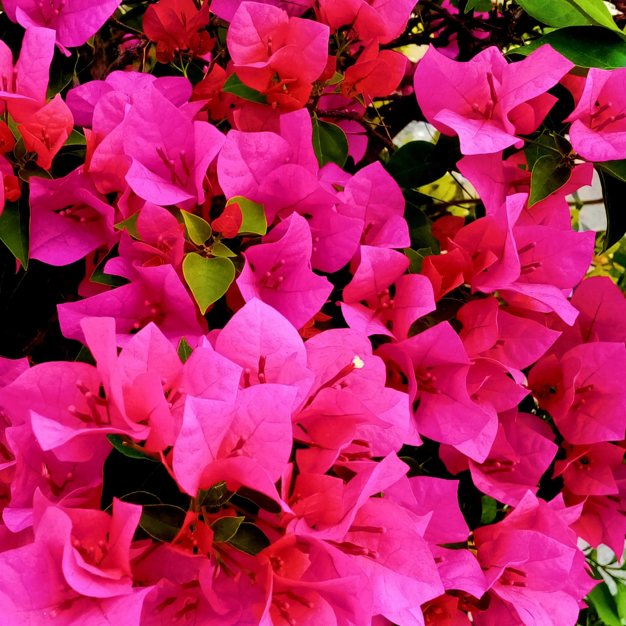Bougainvillier rose - Image 2