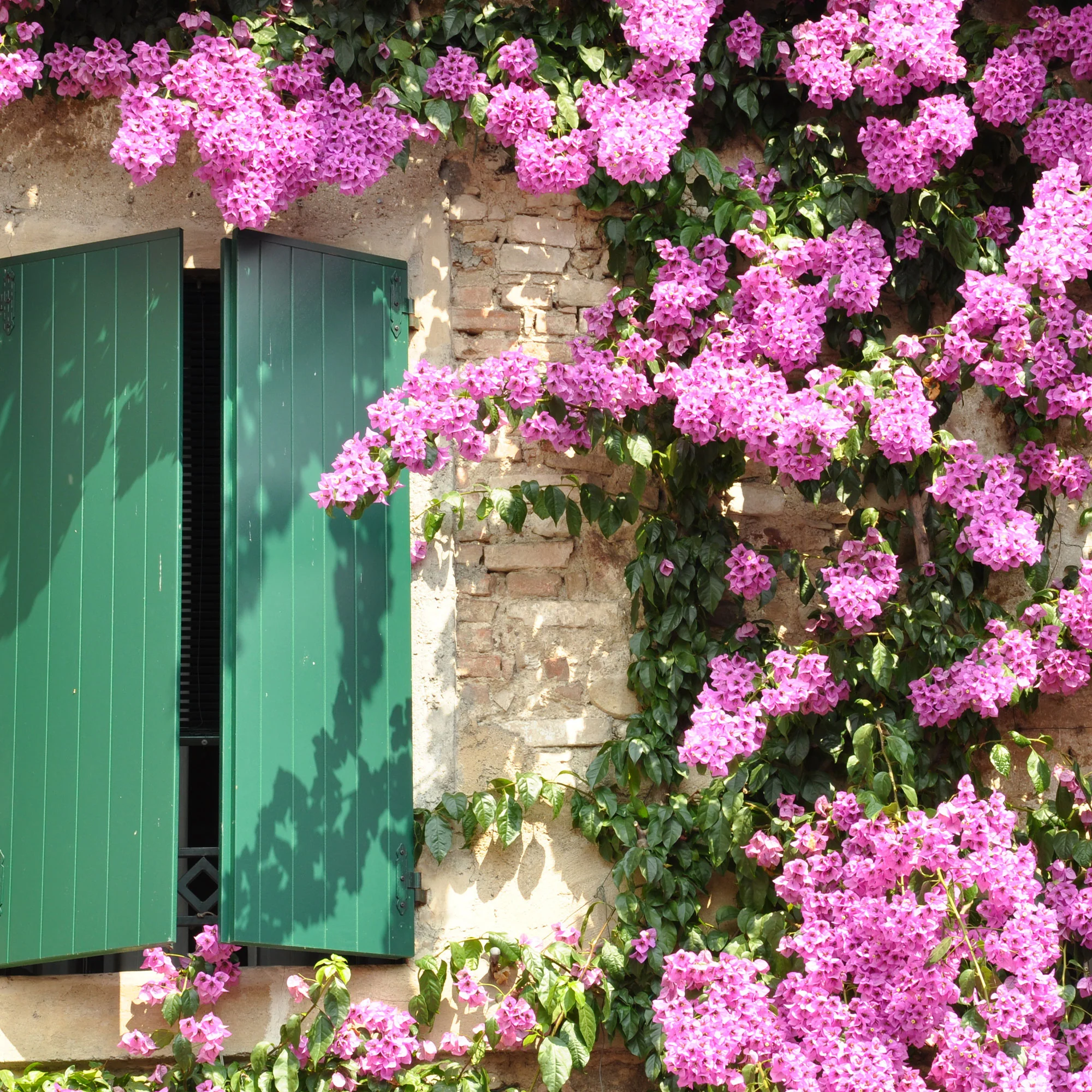 Bougainvillier rose - Image 3