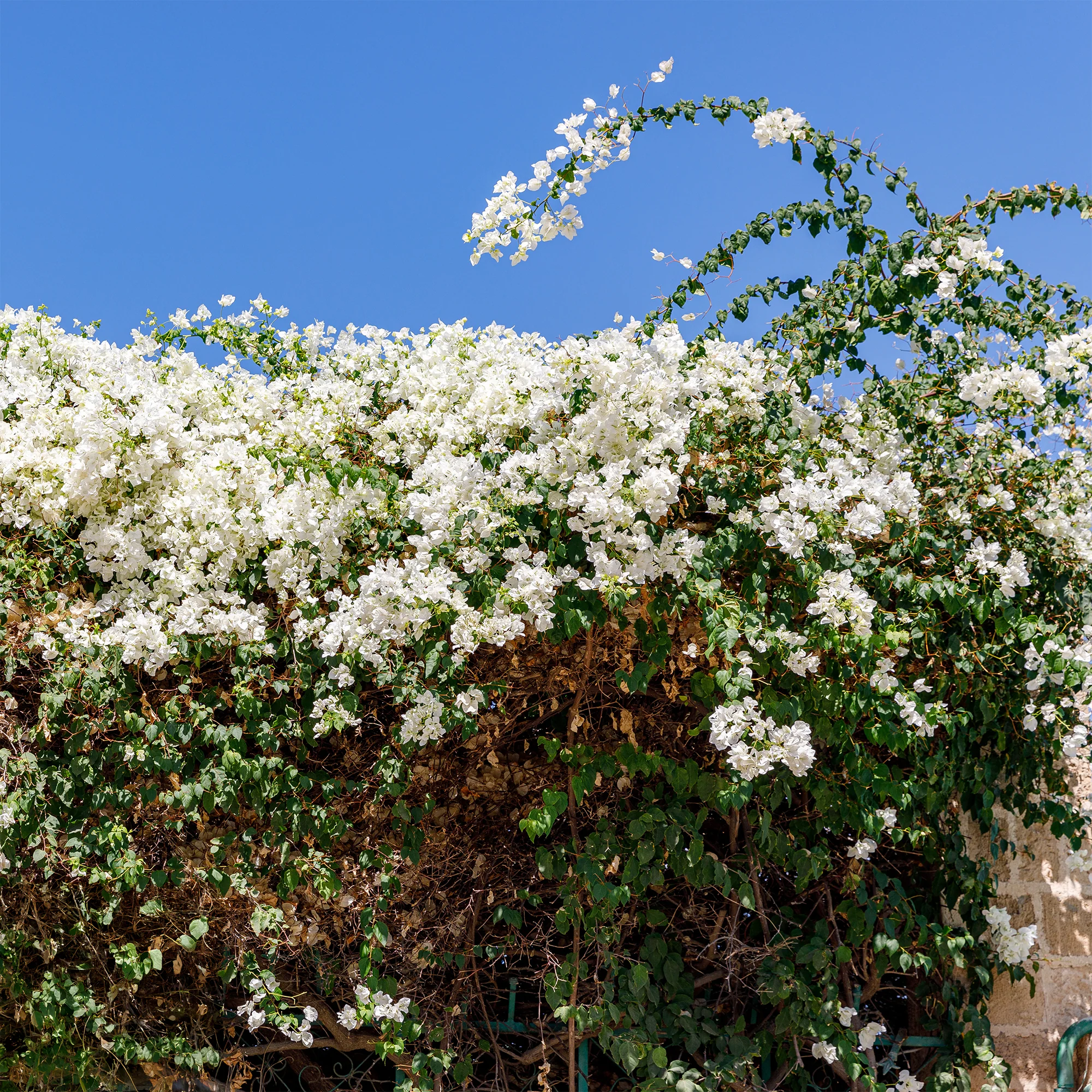 Bougainvillier blanc - Image 2