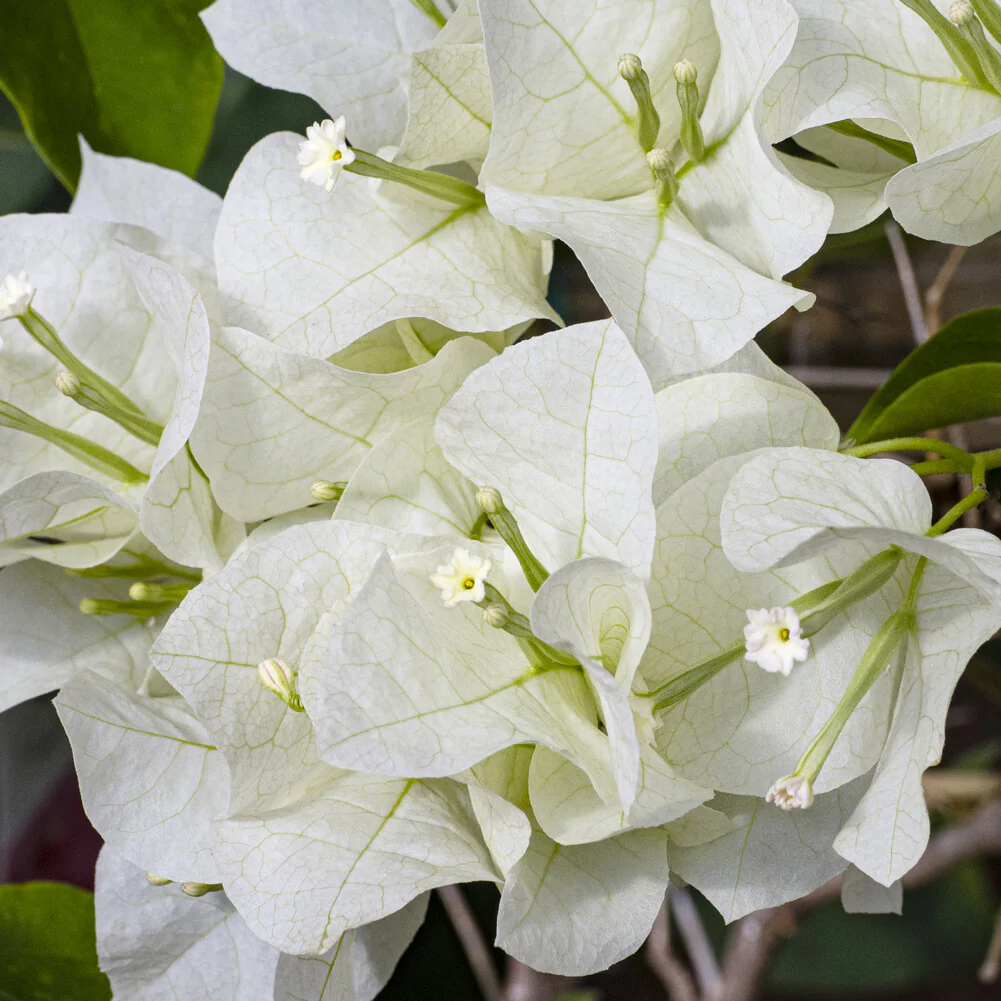 Bougainvillier blanc - Image 3