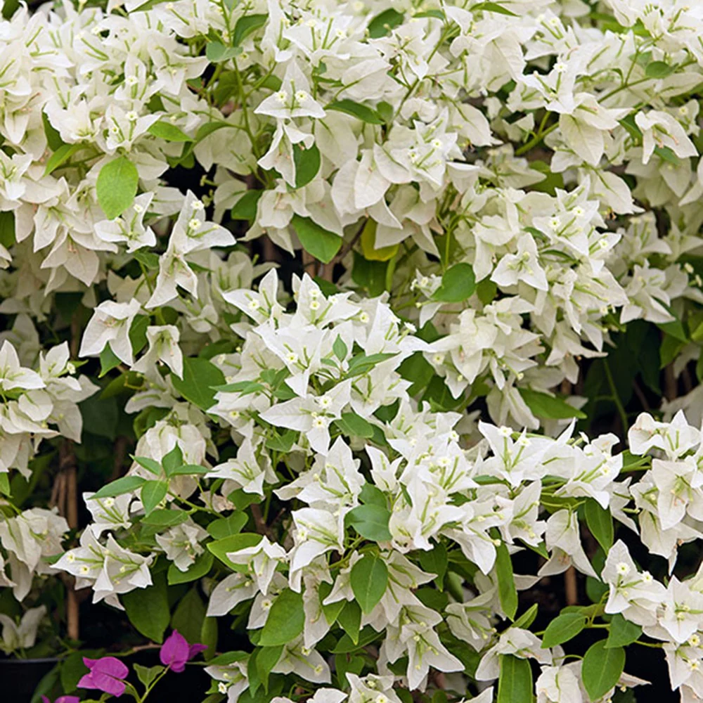 Bougainvillier blanc - Image 4