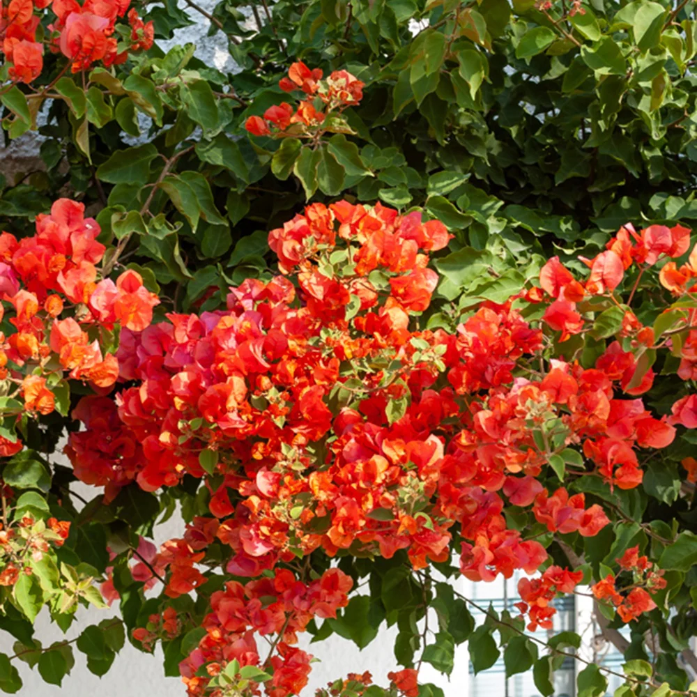 Bougainvillier Orange - Image 3