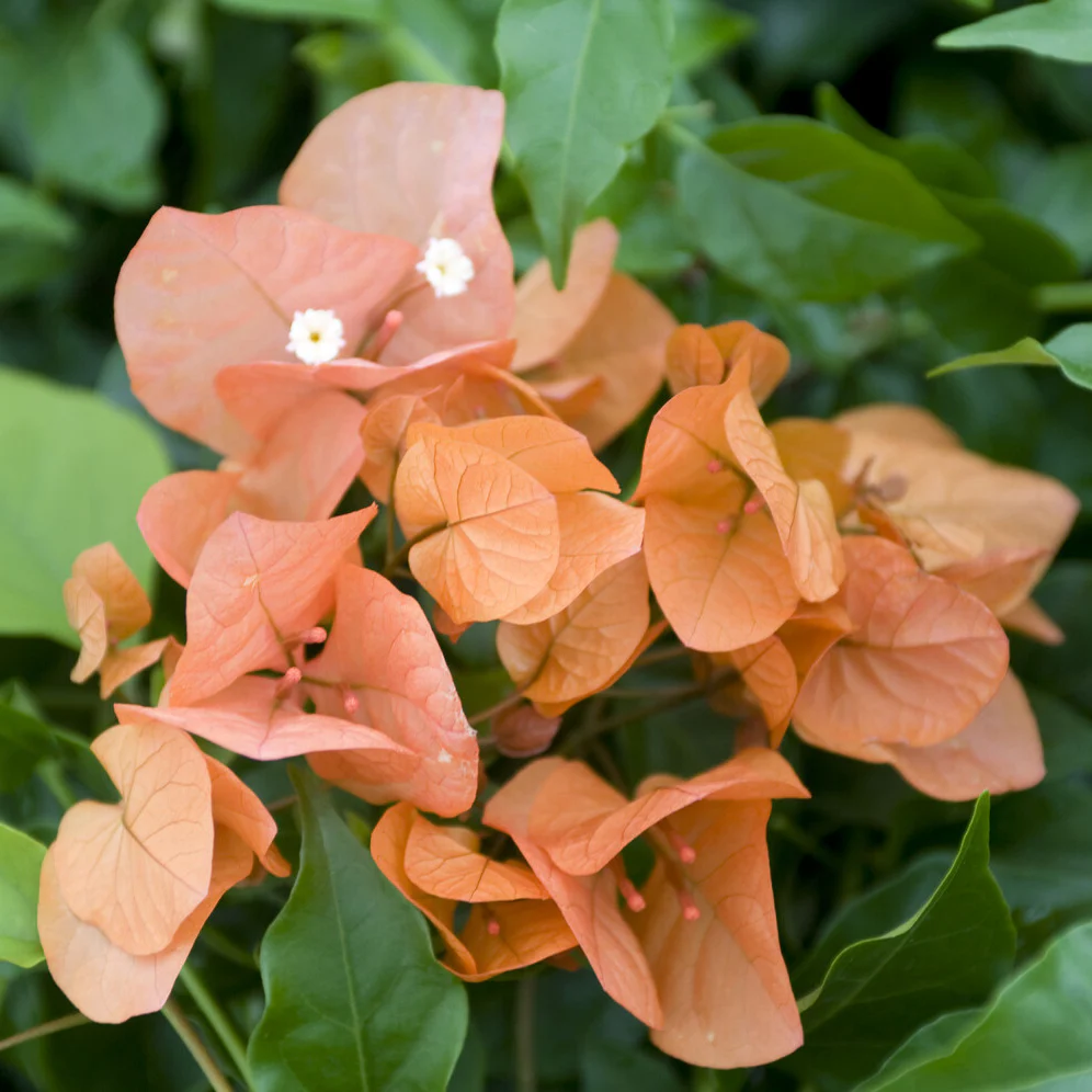 Bougainvillier Orange - Image 4