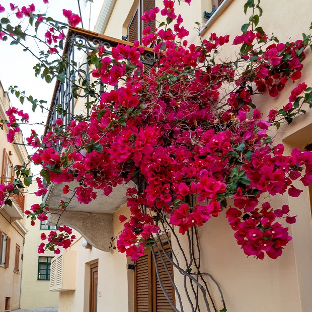 Bougainvillier Rouge - Image 3