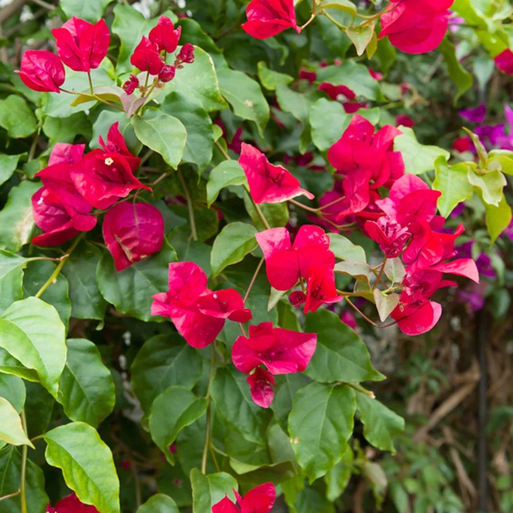 Bougainvillier Rouge - Image 4