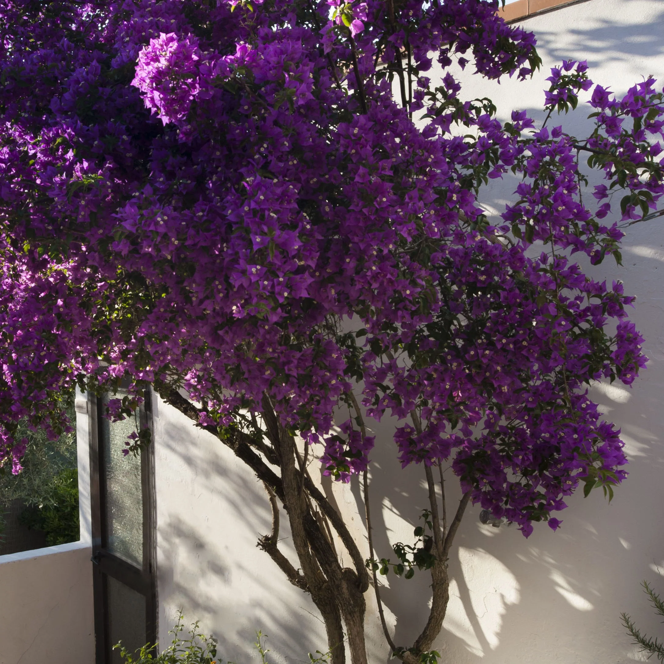 Bougainvillier rustique Violet de Mèze - Image 3