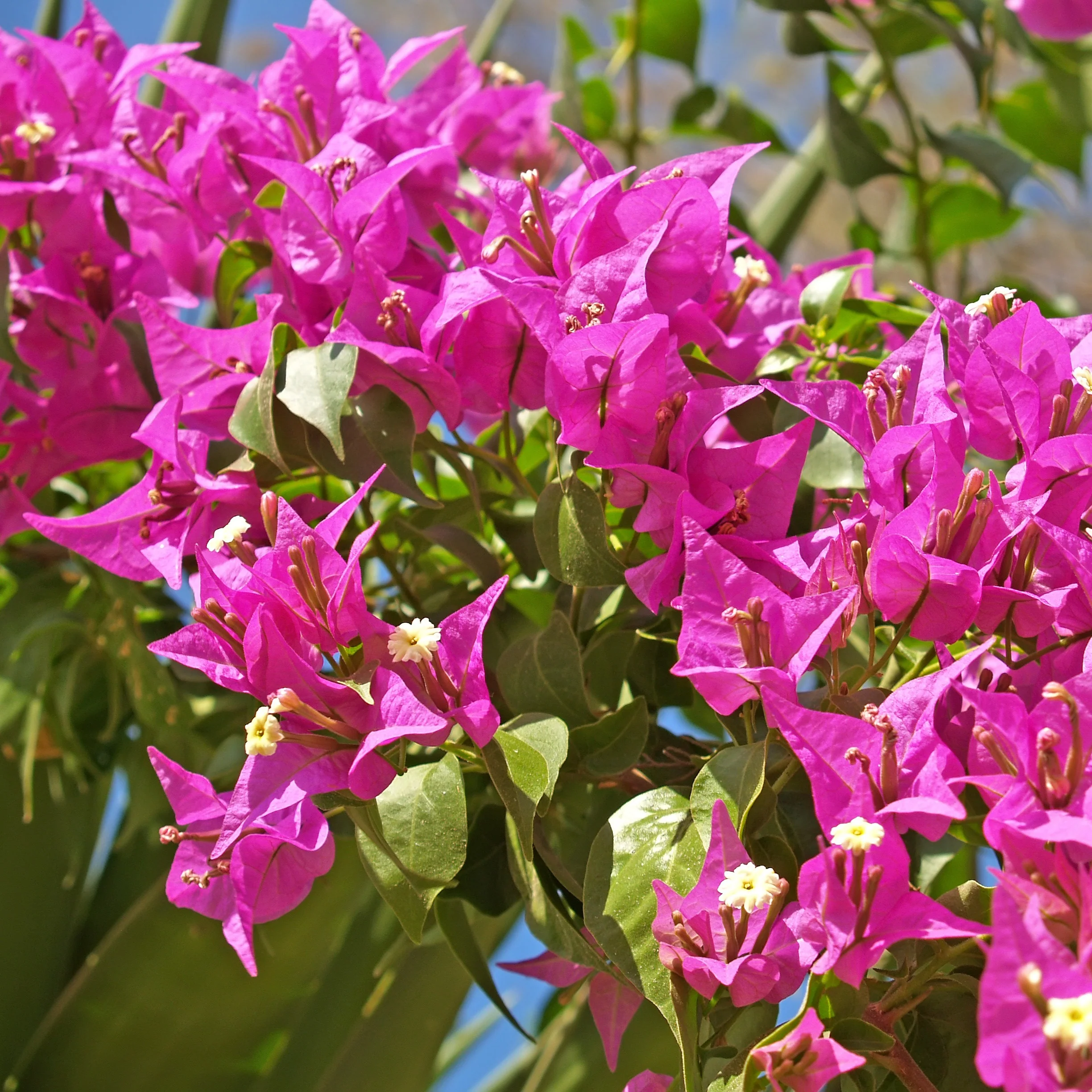 Bougainvillier 'Vera Deep Purple' - Image 2