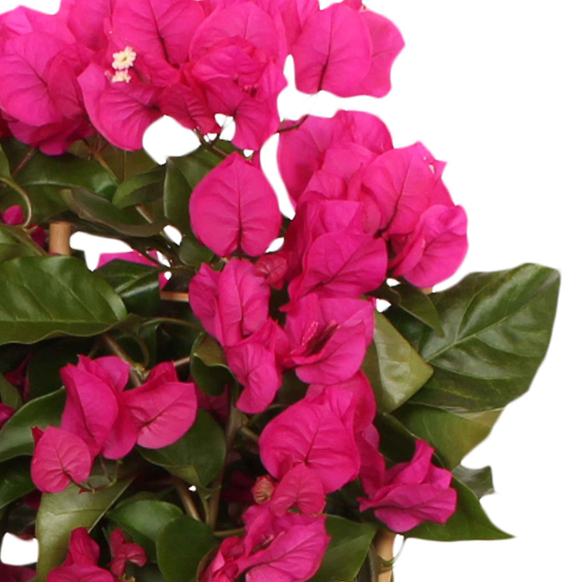 Bougainvillier 'Vera Deep Purple' - Image 3