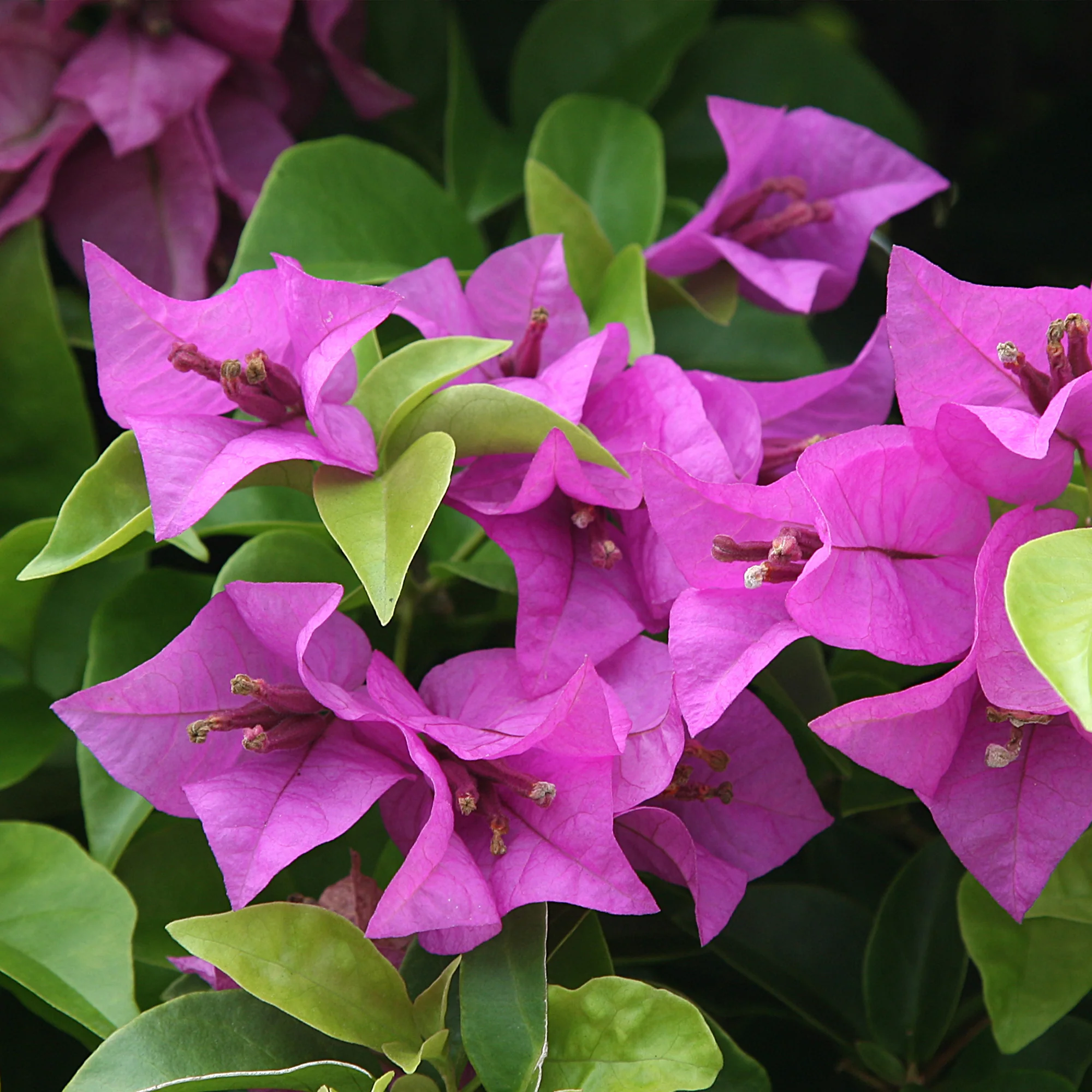 Bougainvillier Violet - Image 3