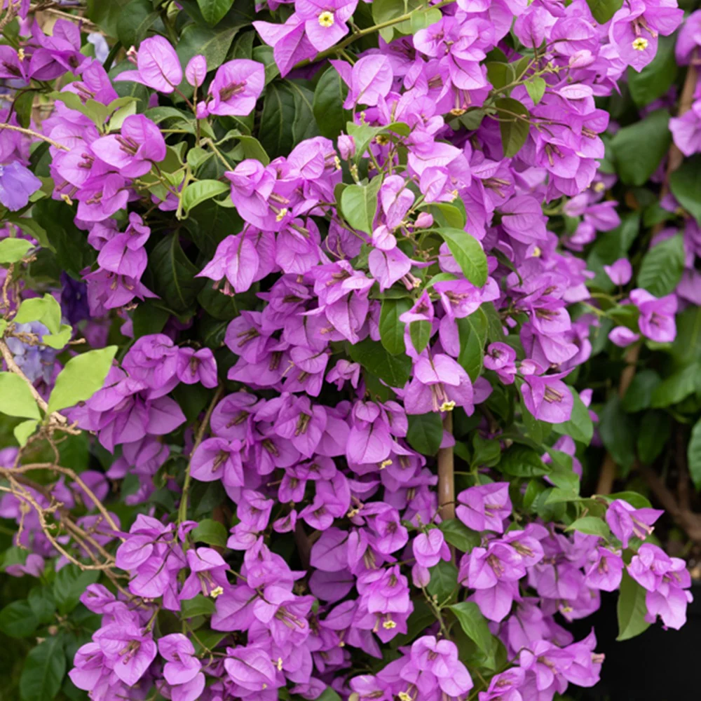 Bougainvillier Violet - Image 4
