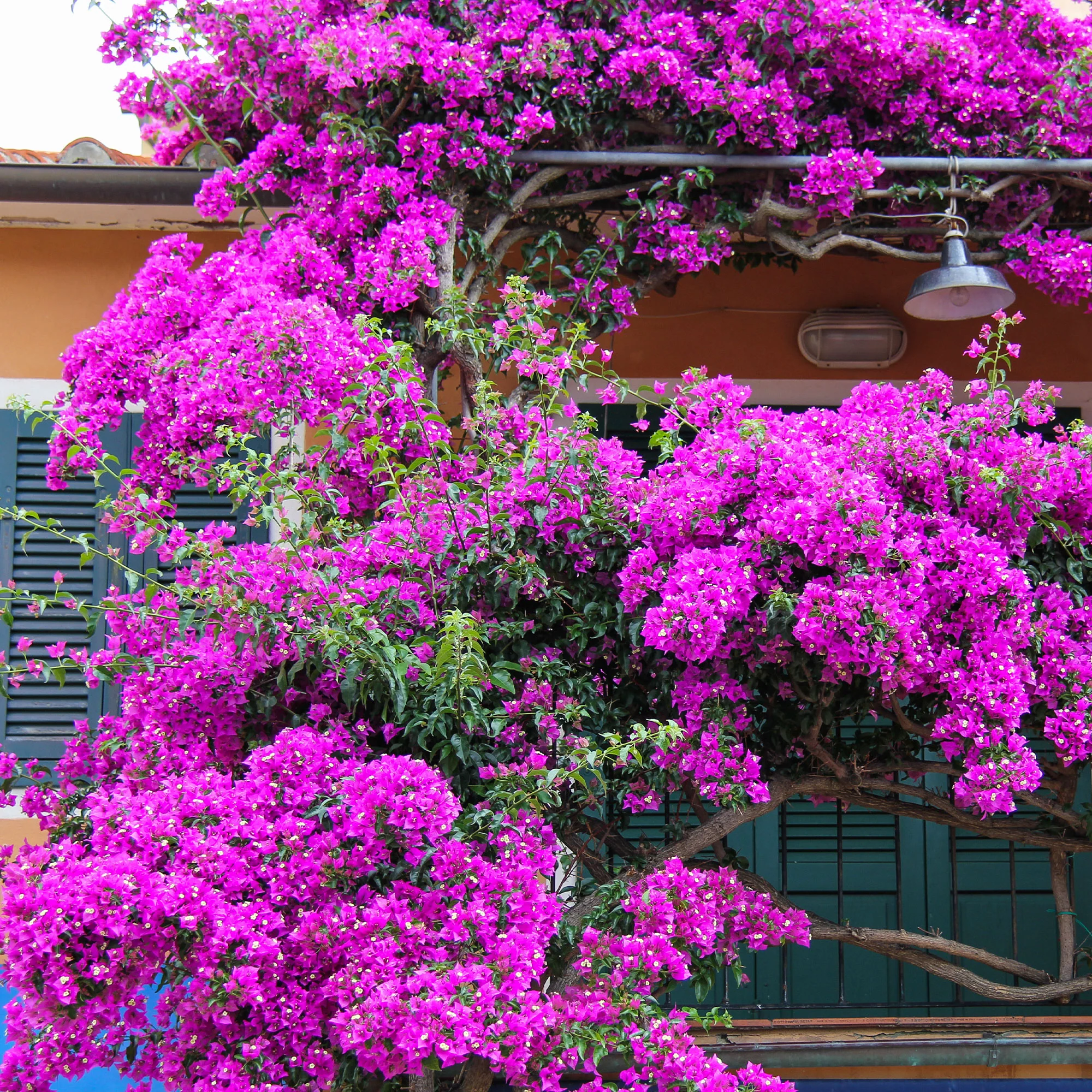 Bougainvillier Violet - Image 5