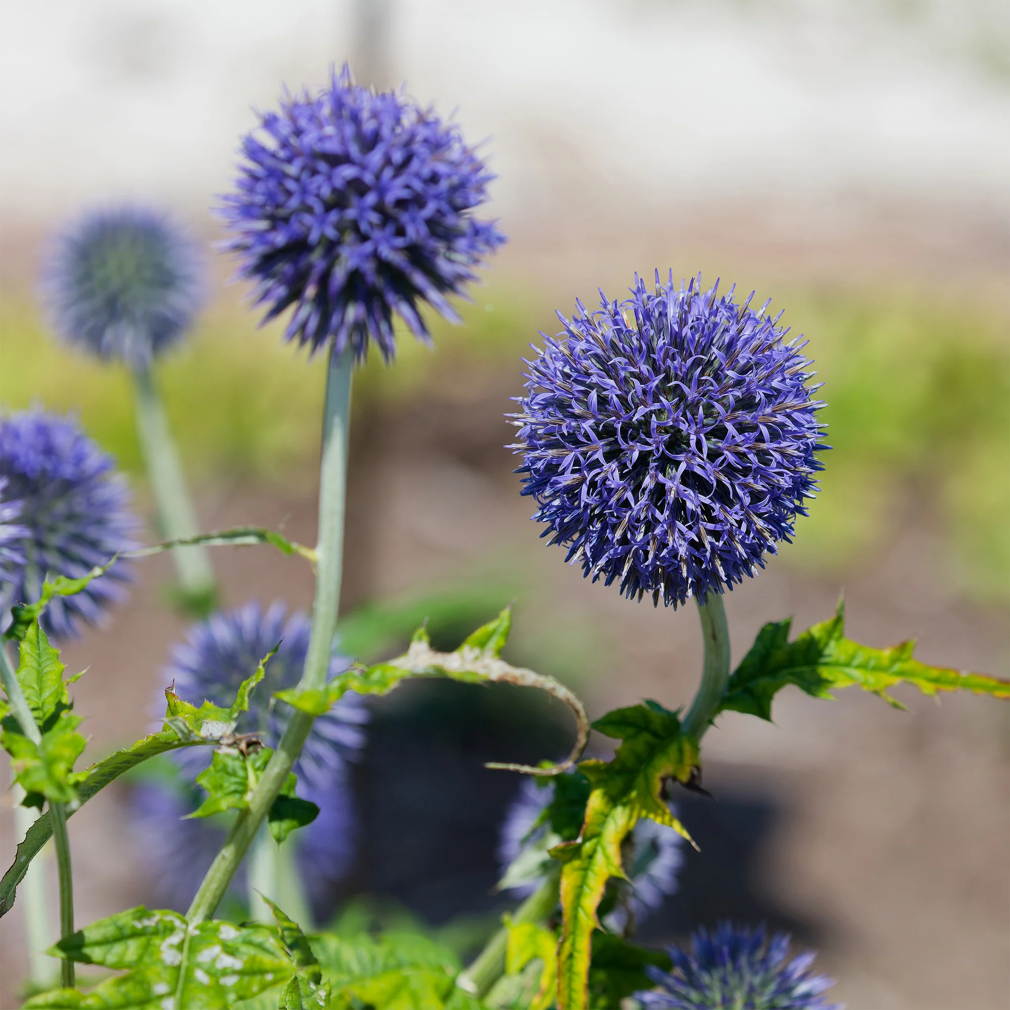 Boule azurée Blue Globe
