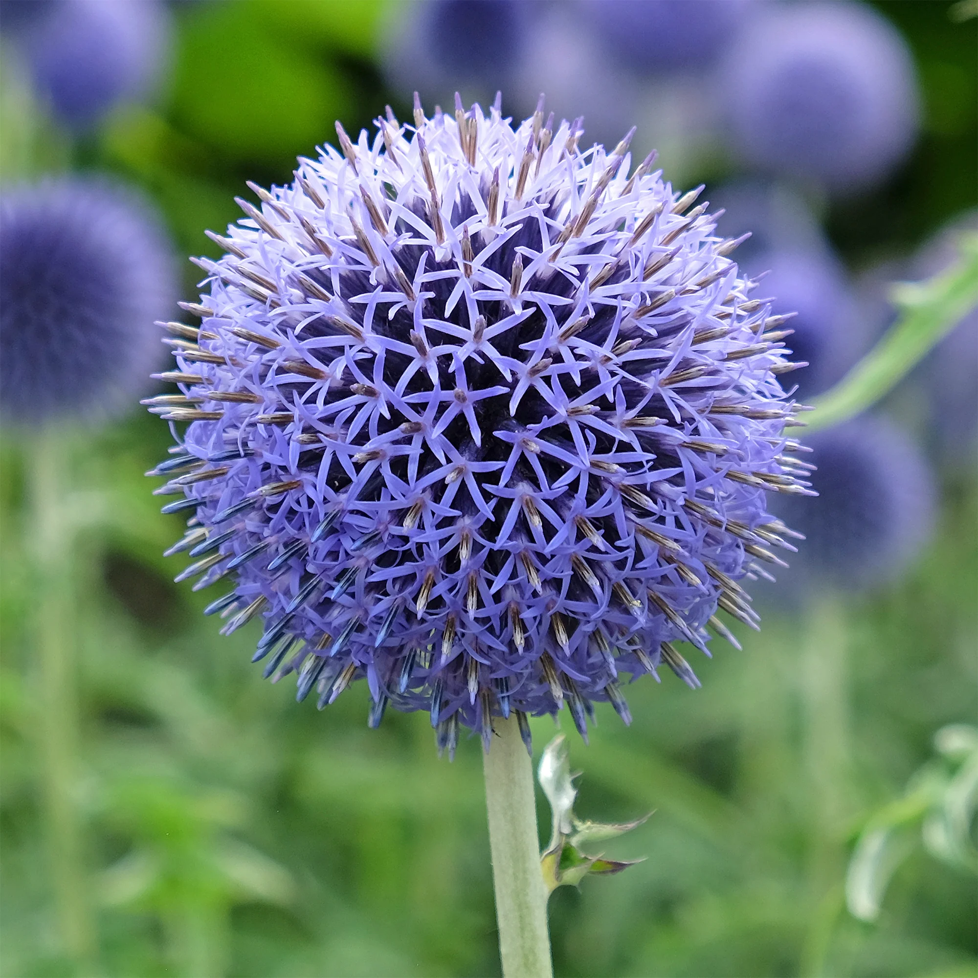 Boule azurée Blue Globe - Image 5