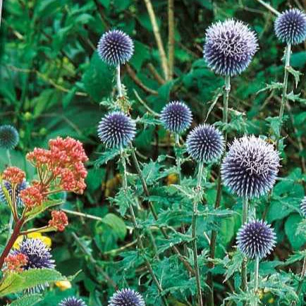 Boule azurée - Chardon boule - Echinops