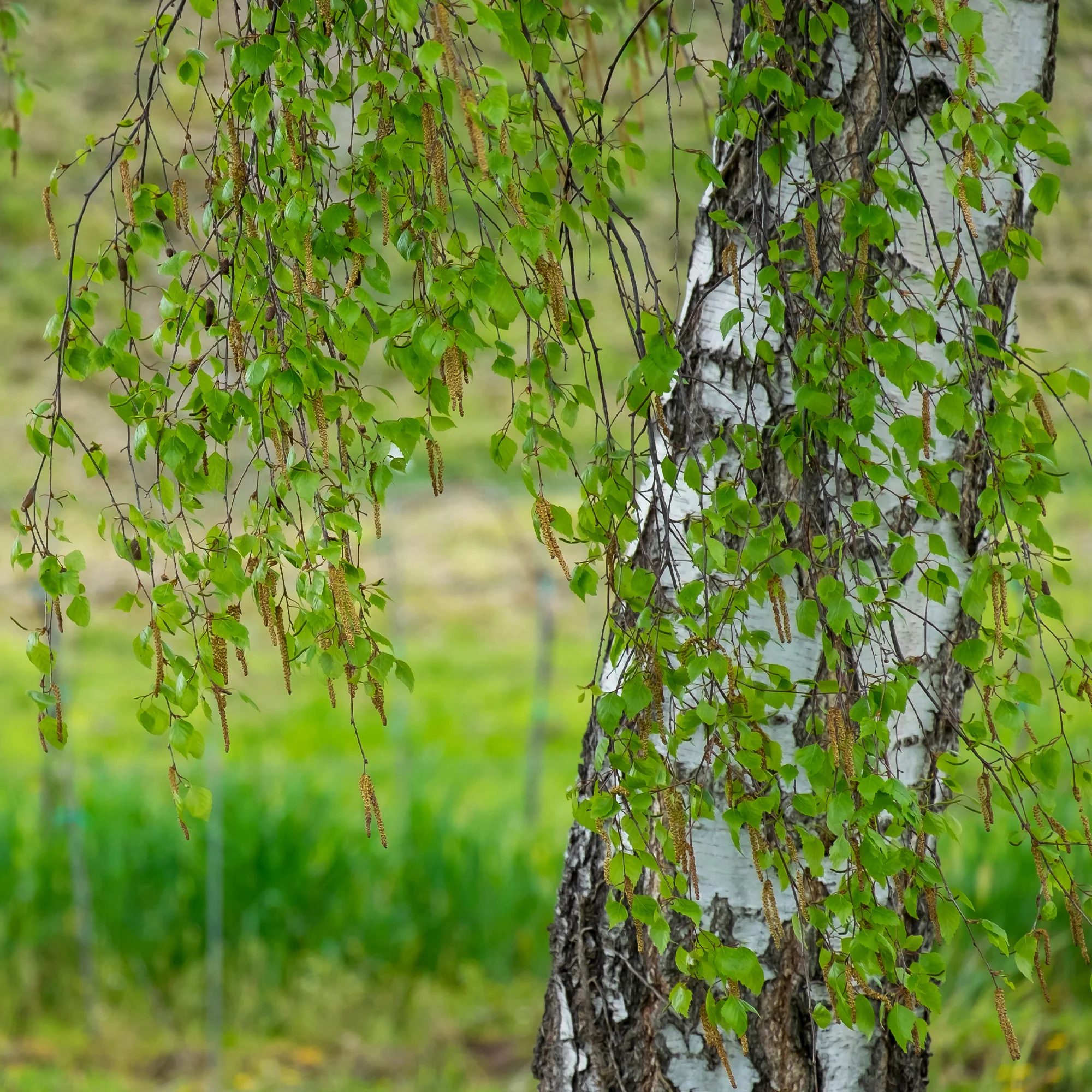 Bouleau commun - Image 3