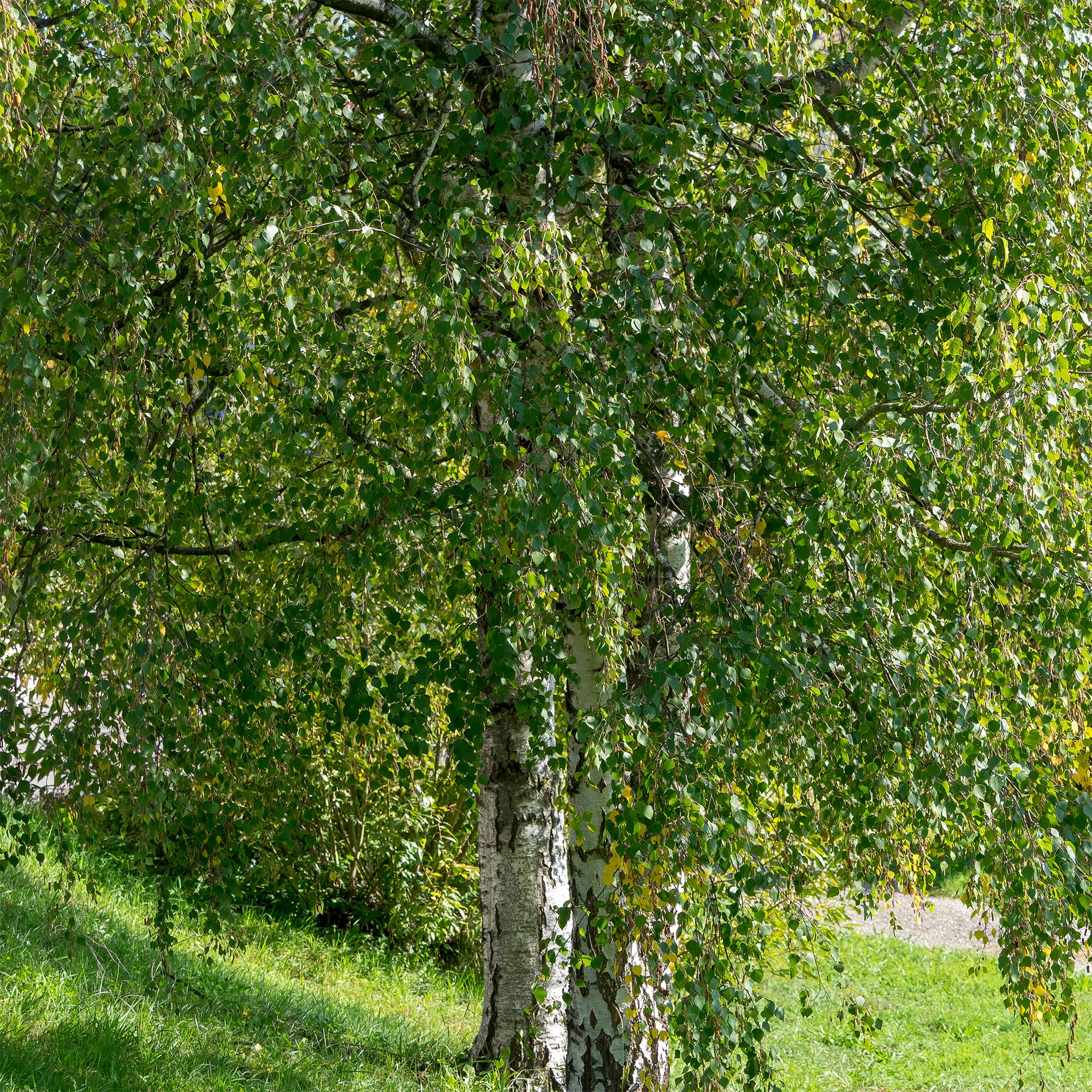 Bouleau commun - Image 6