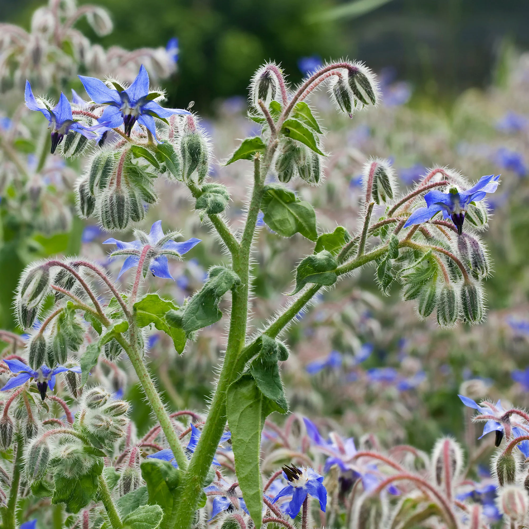 Bourrache Bleu Bio