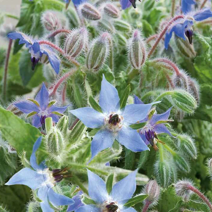 Bourrache Bleu Bio - Image 4