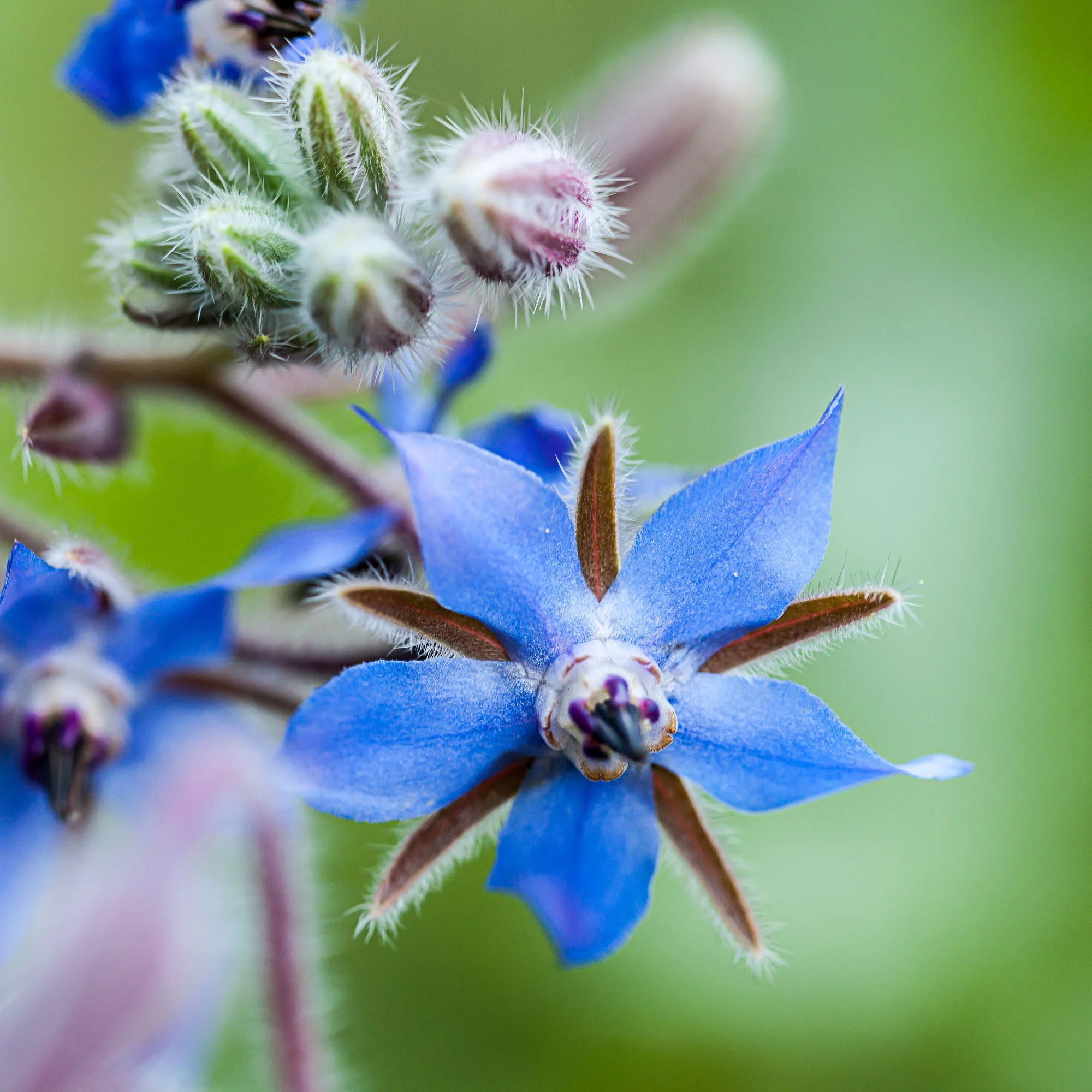 Bourrache Bleu et Blanche - Image 3