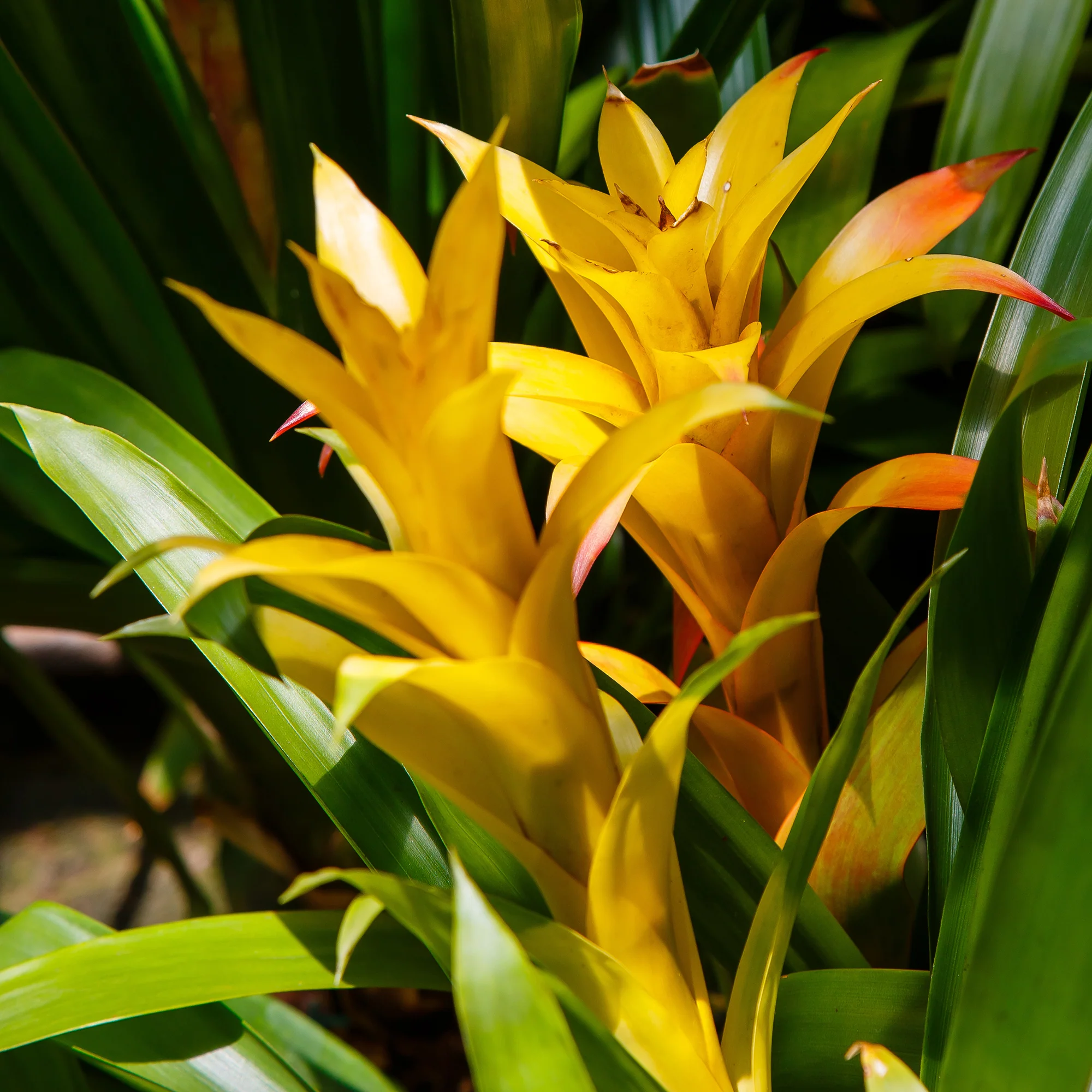 Bromelia jaune - Image 2
