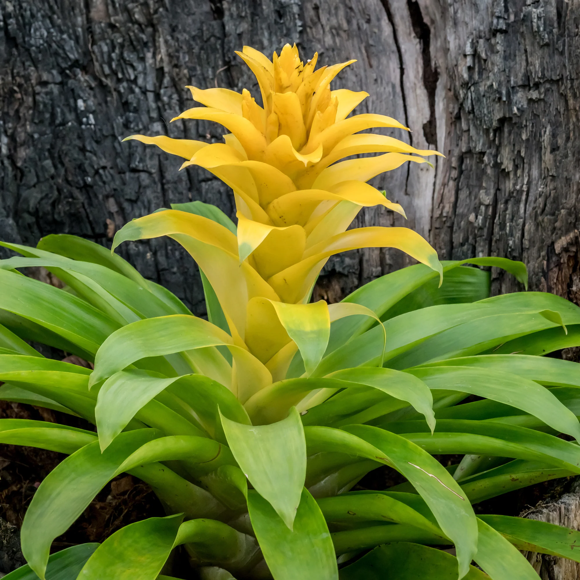 Bromelia jaune - Image 3