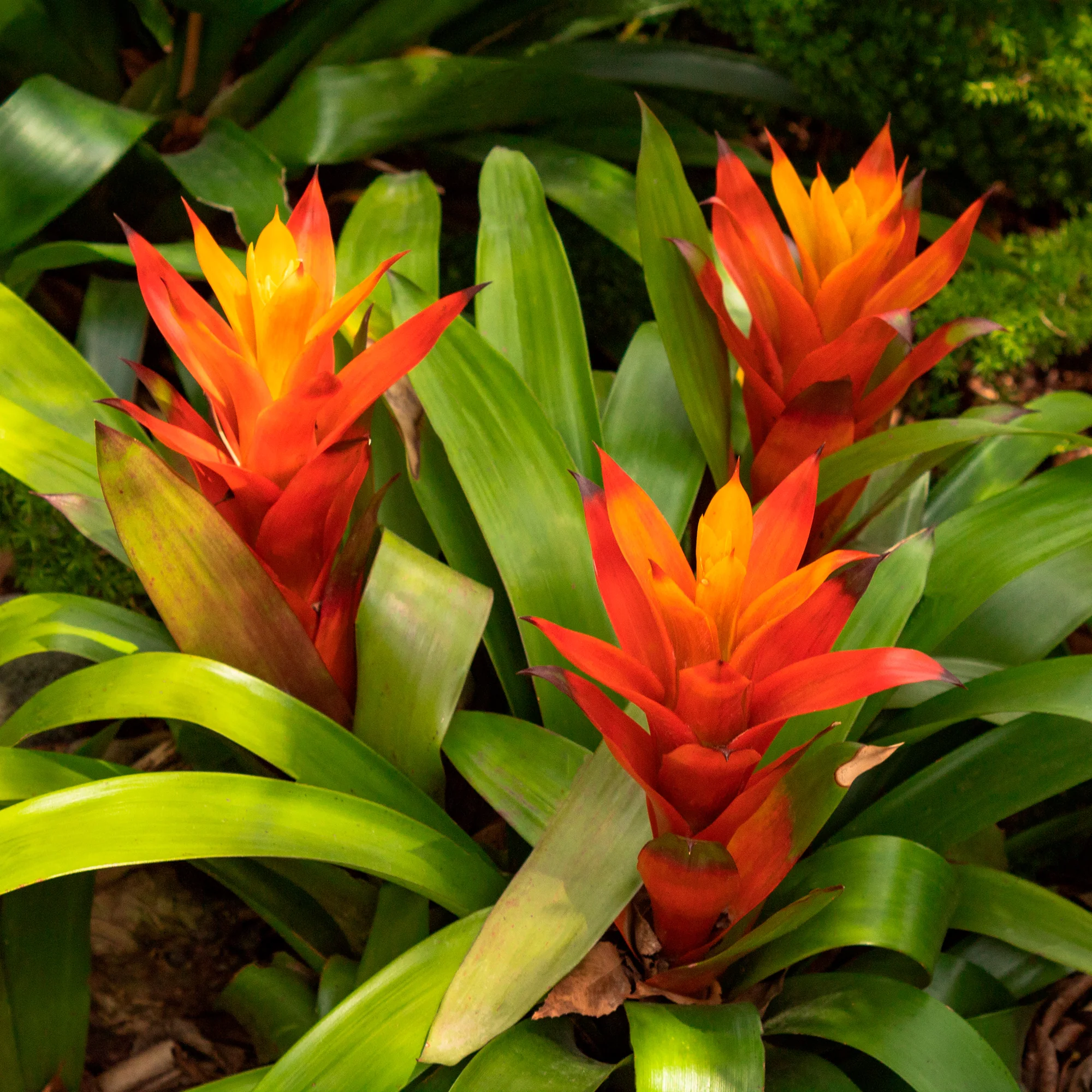 Bromelia orange
