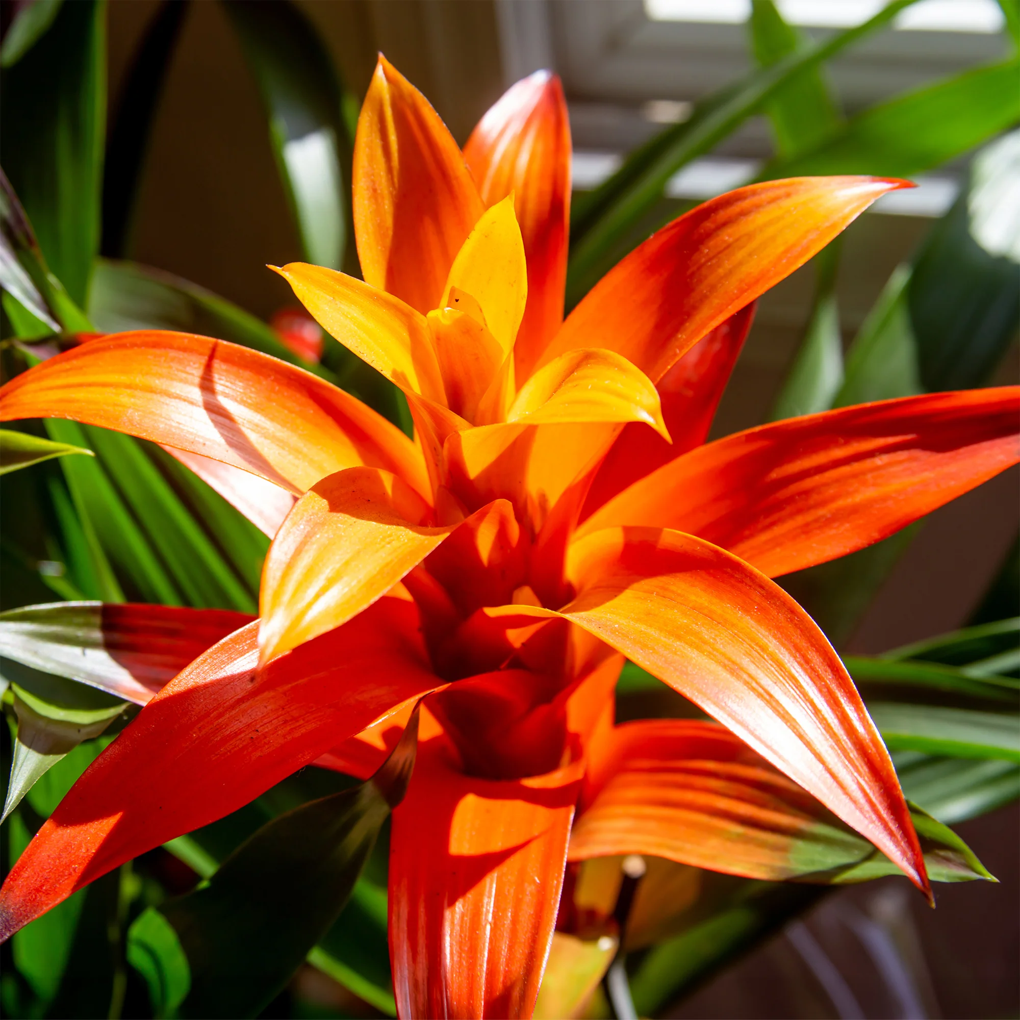 Bromelia orange - Image 2