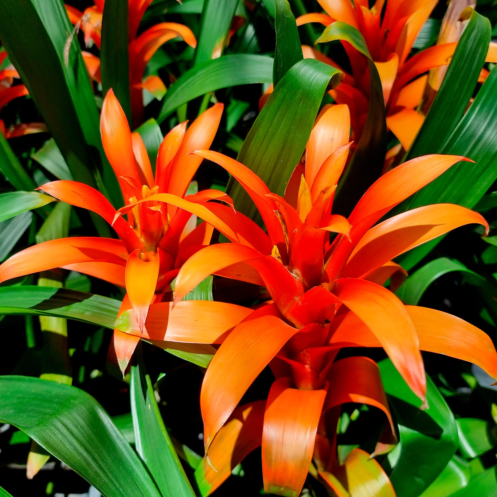 Bromelia orange - Image 3
