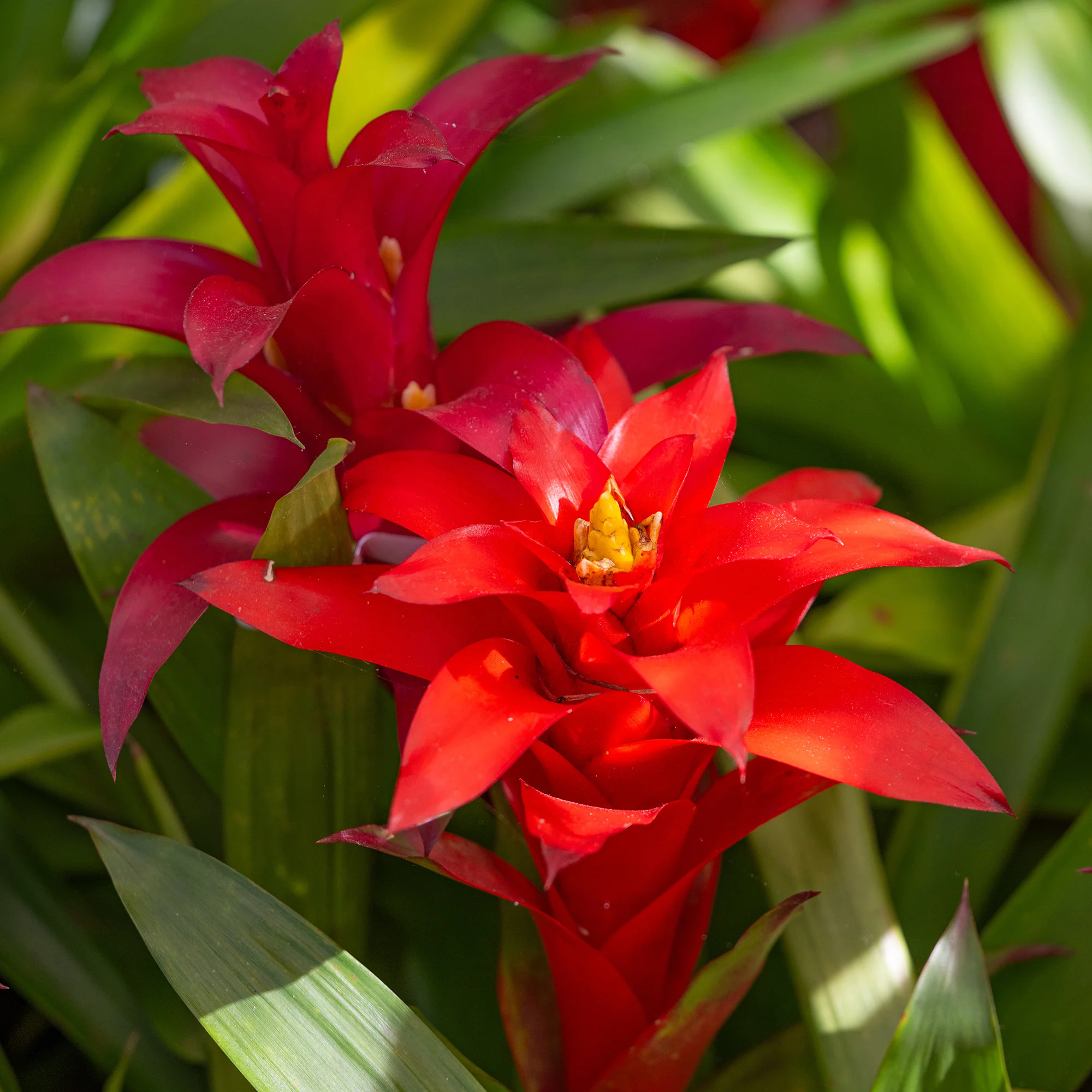 Bromelia rouge - Image 2
