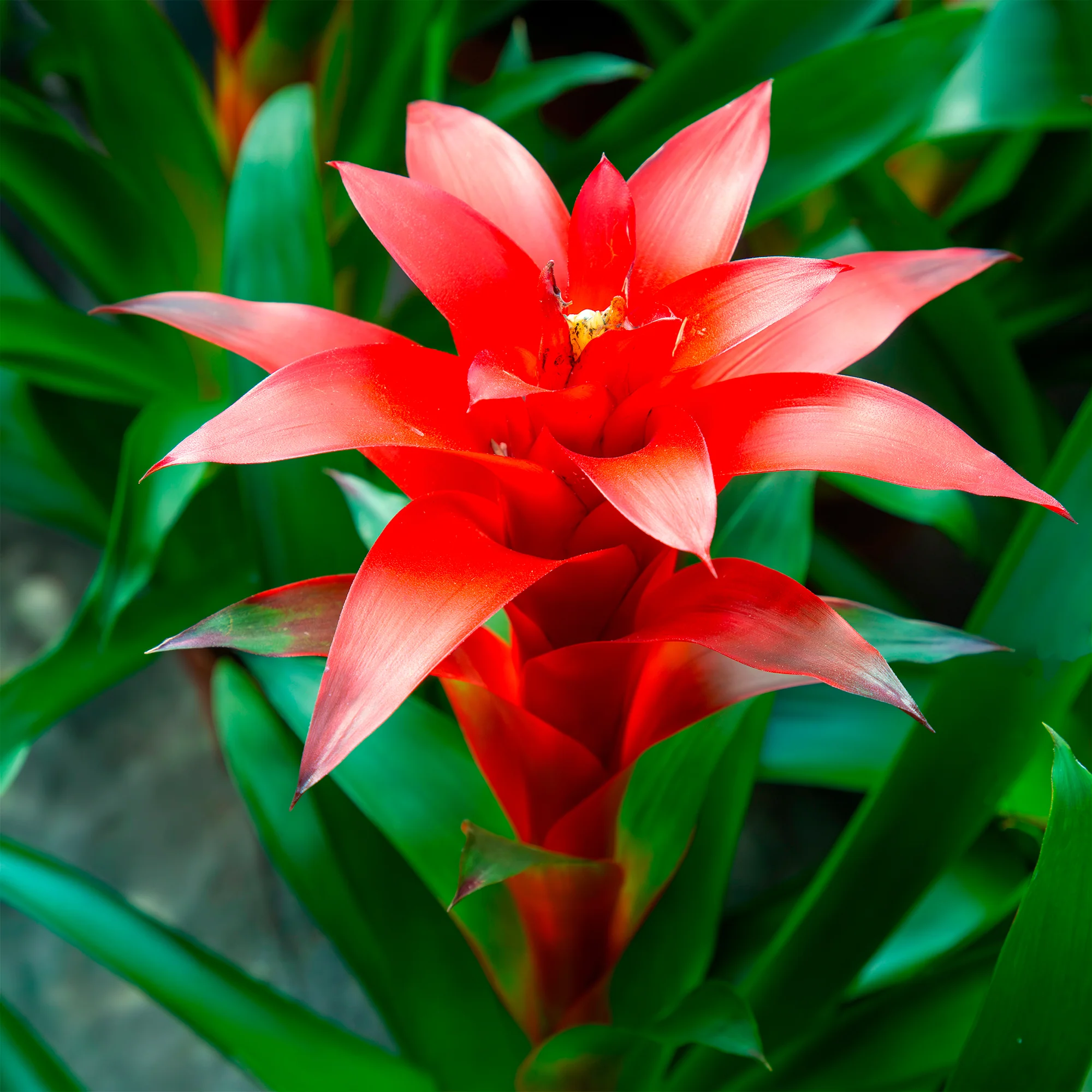 Bromelia rouge - Image 4
