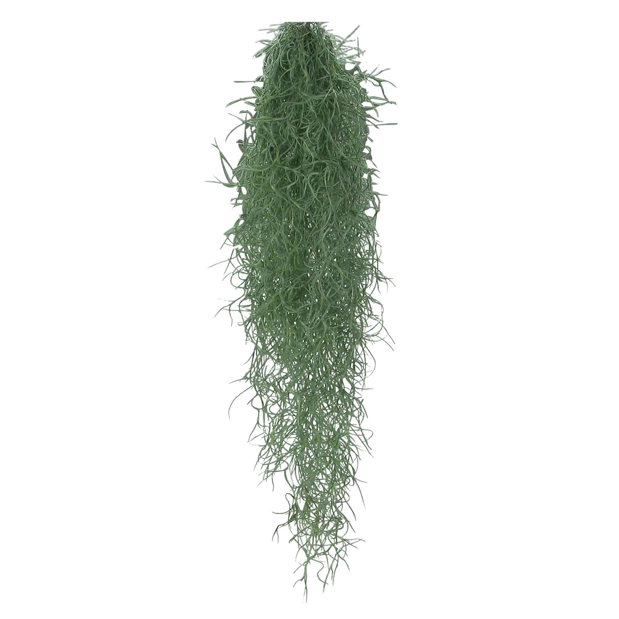 Bromélia Tillandsia usneoides - Plante suspendue - Image 3