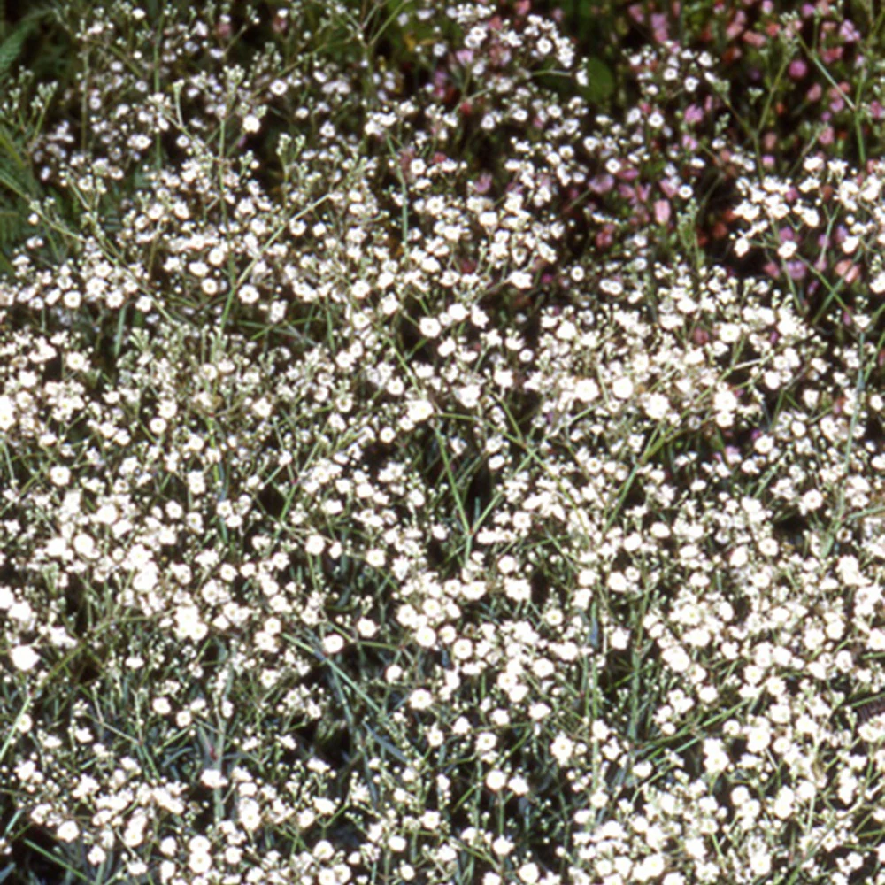 Brouillard Bristol Fairy Gypsophile Bristol Fairy