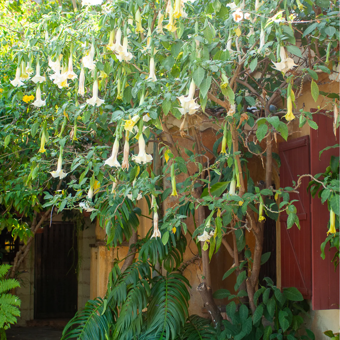 Brugmansia blanc - Image 3