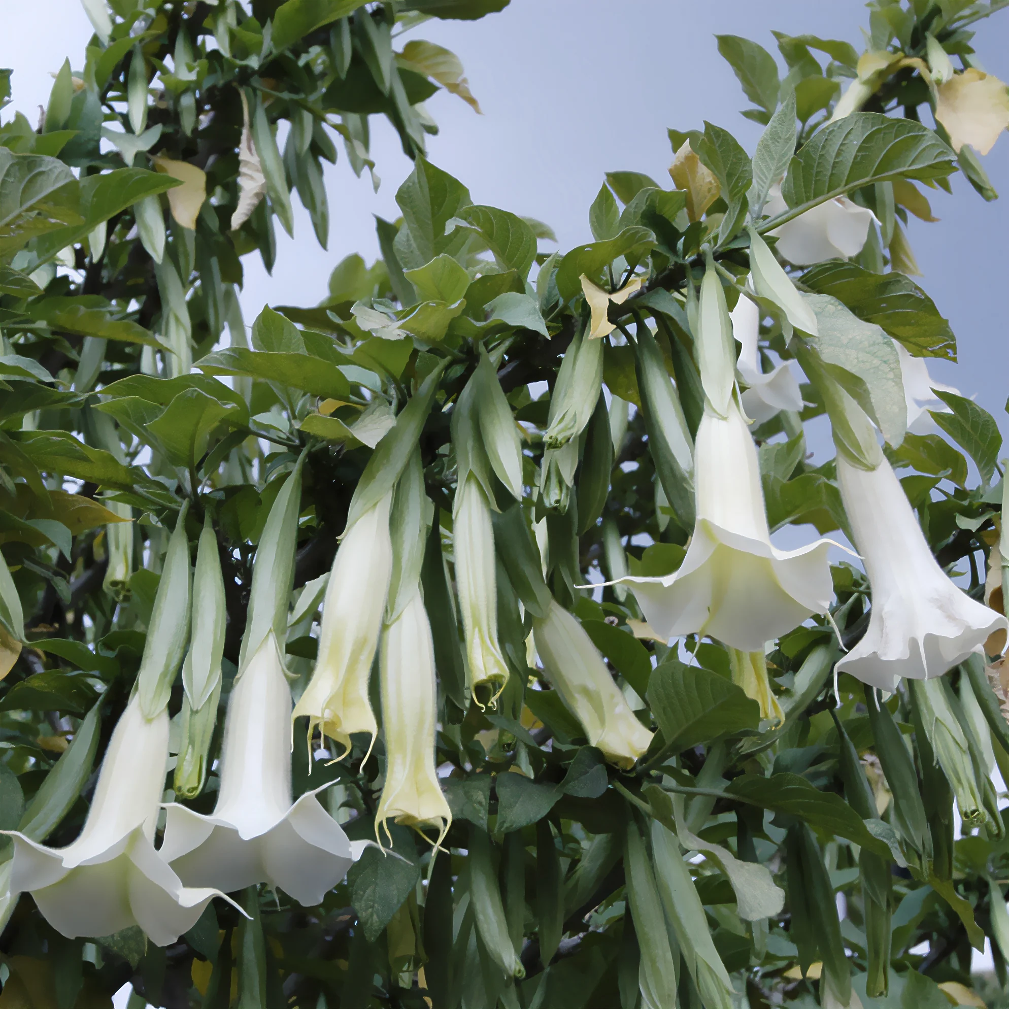 Brugmansia blanc - Image 4