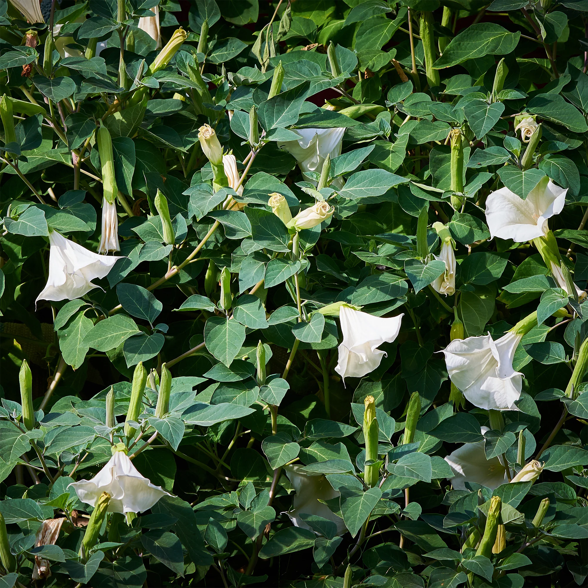 Brugmansia blanc - Image 5