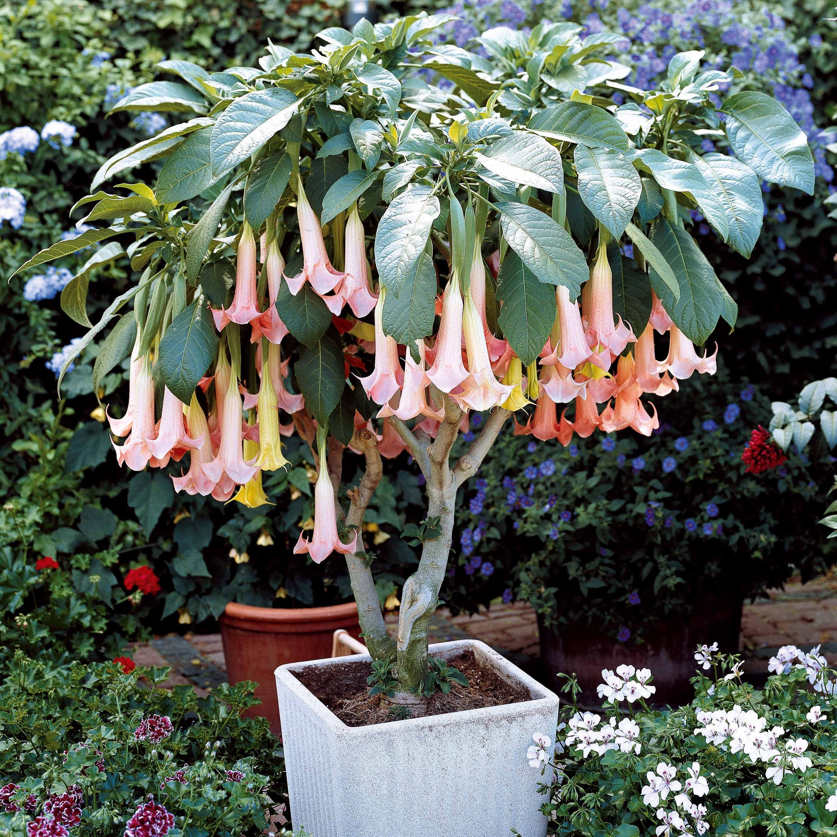 Brugmansia Exotic Pink - Image 2