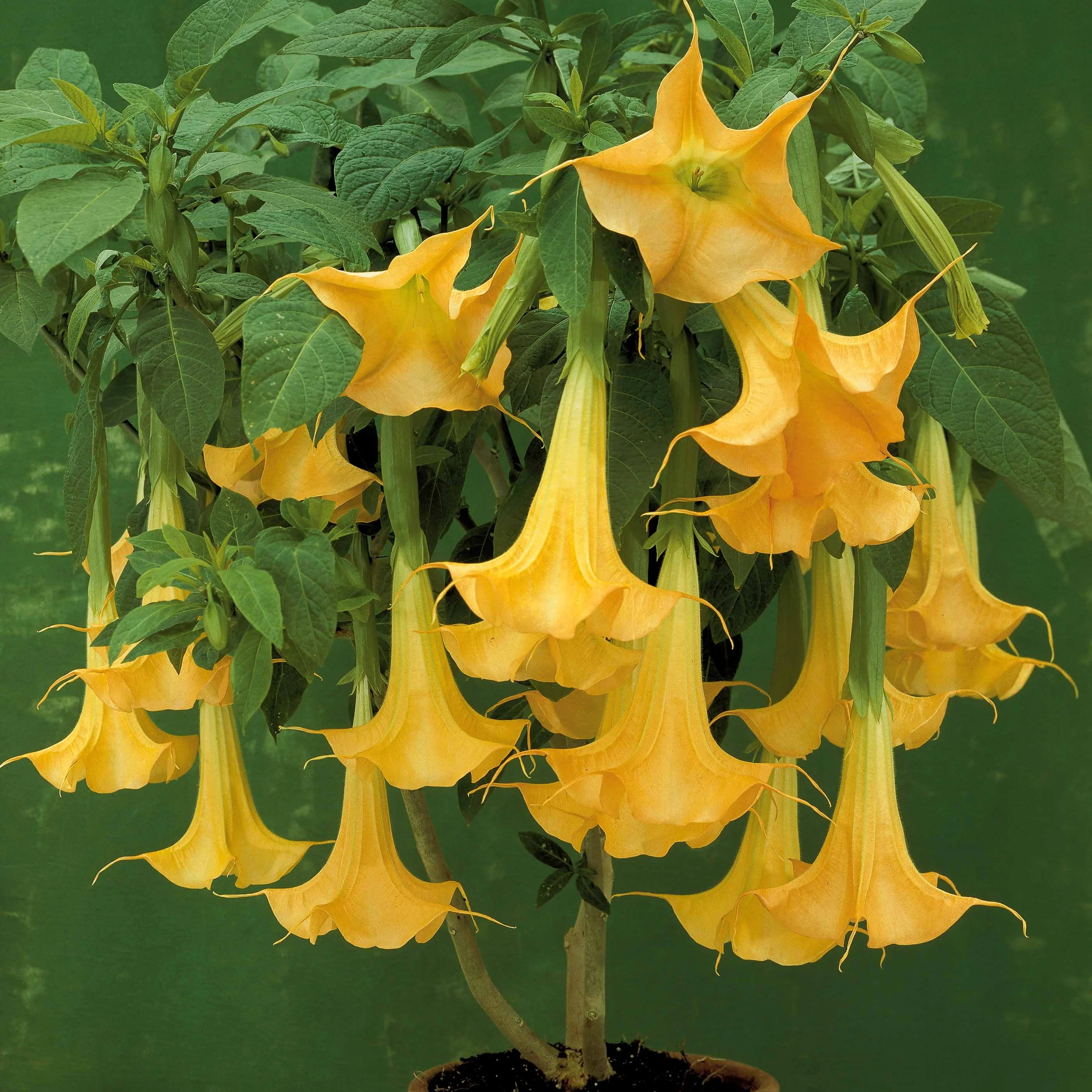 Brugmansia jaune - Image 2