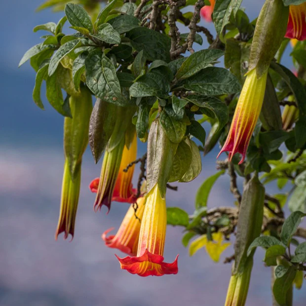 Brugmansia rouge et or