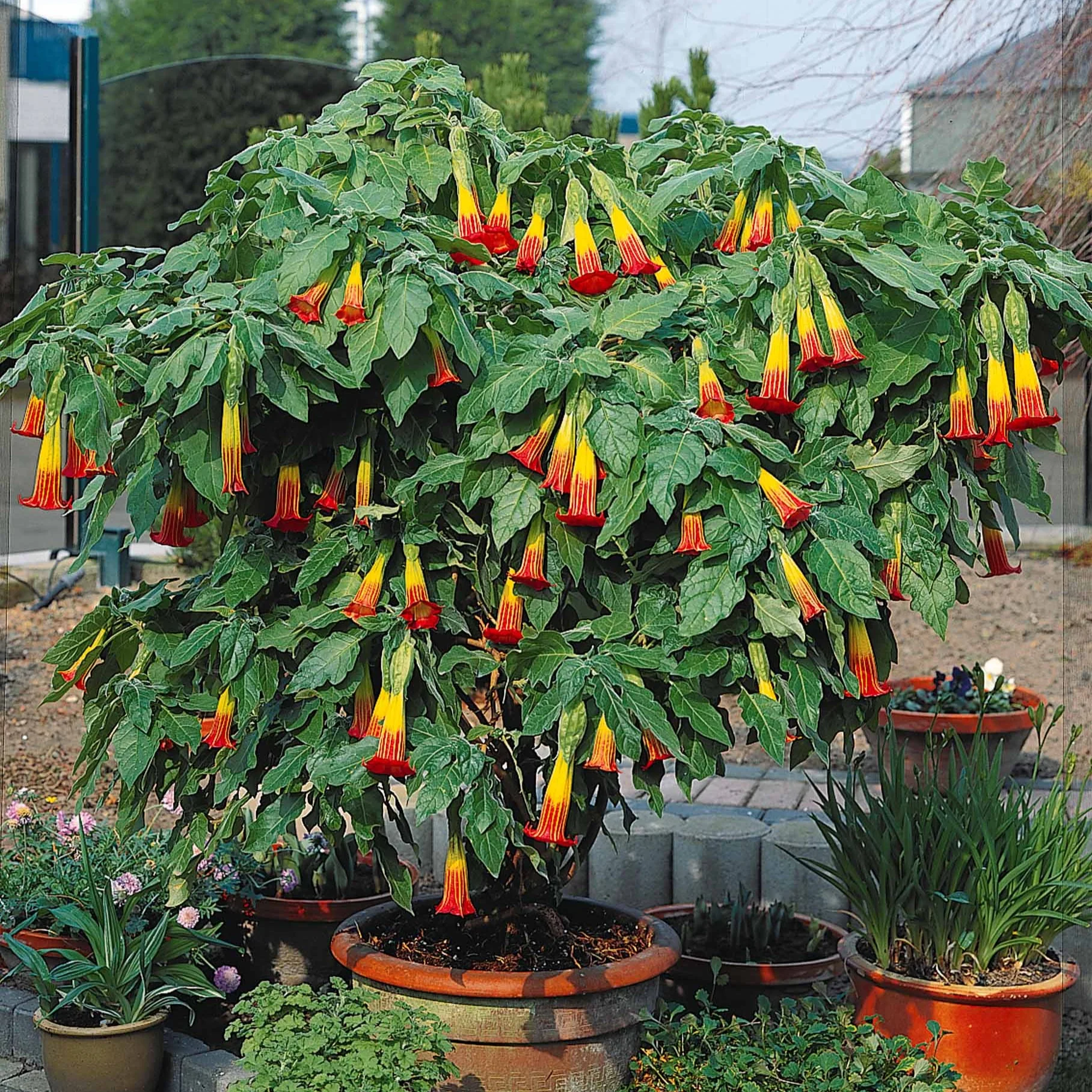Brugmansia rouge et or - Image 2