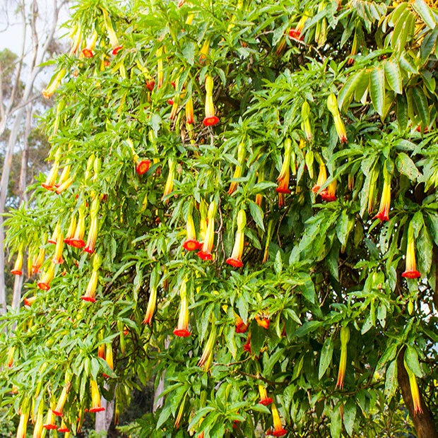 Brugmansia rouge et or - Image 3
